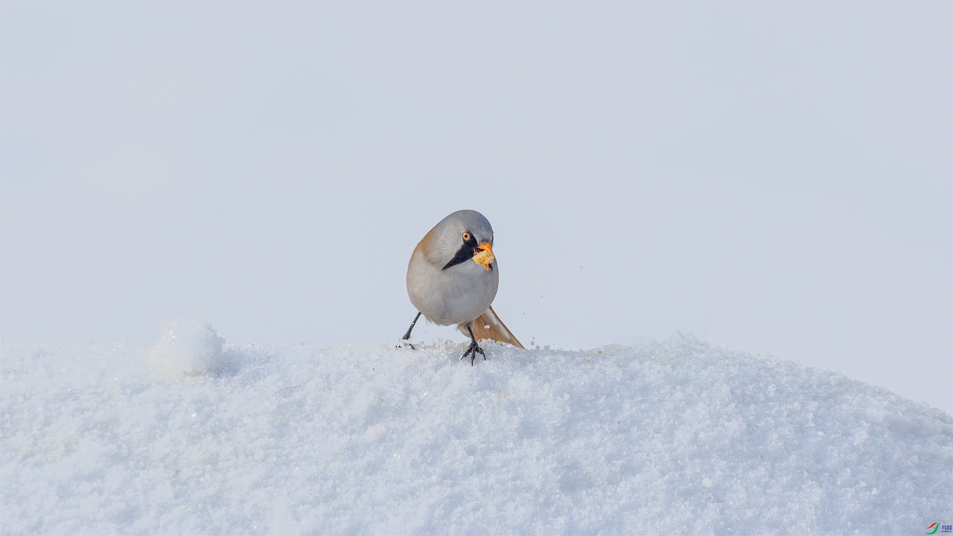 1K3A5595 ����1.jpg