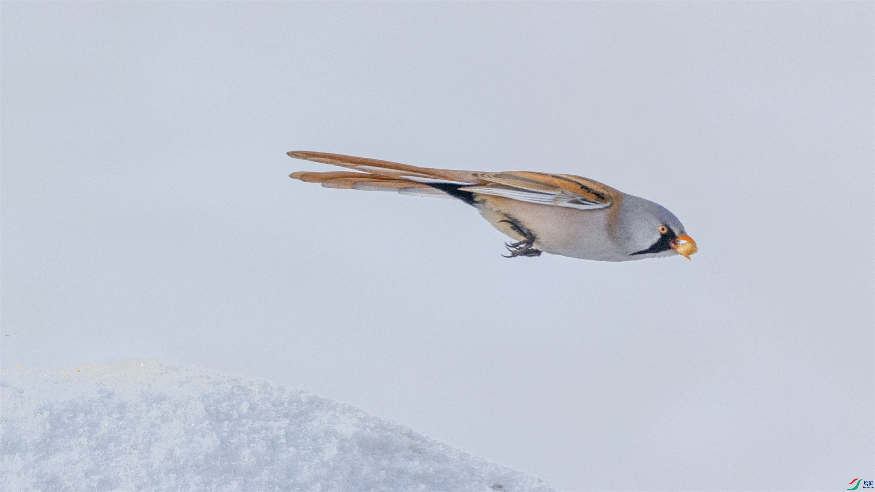 1K3A5600 ����1.jpg