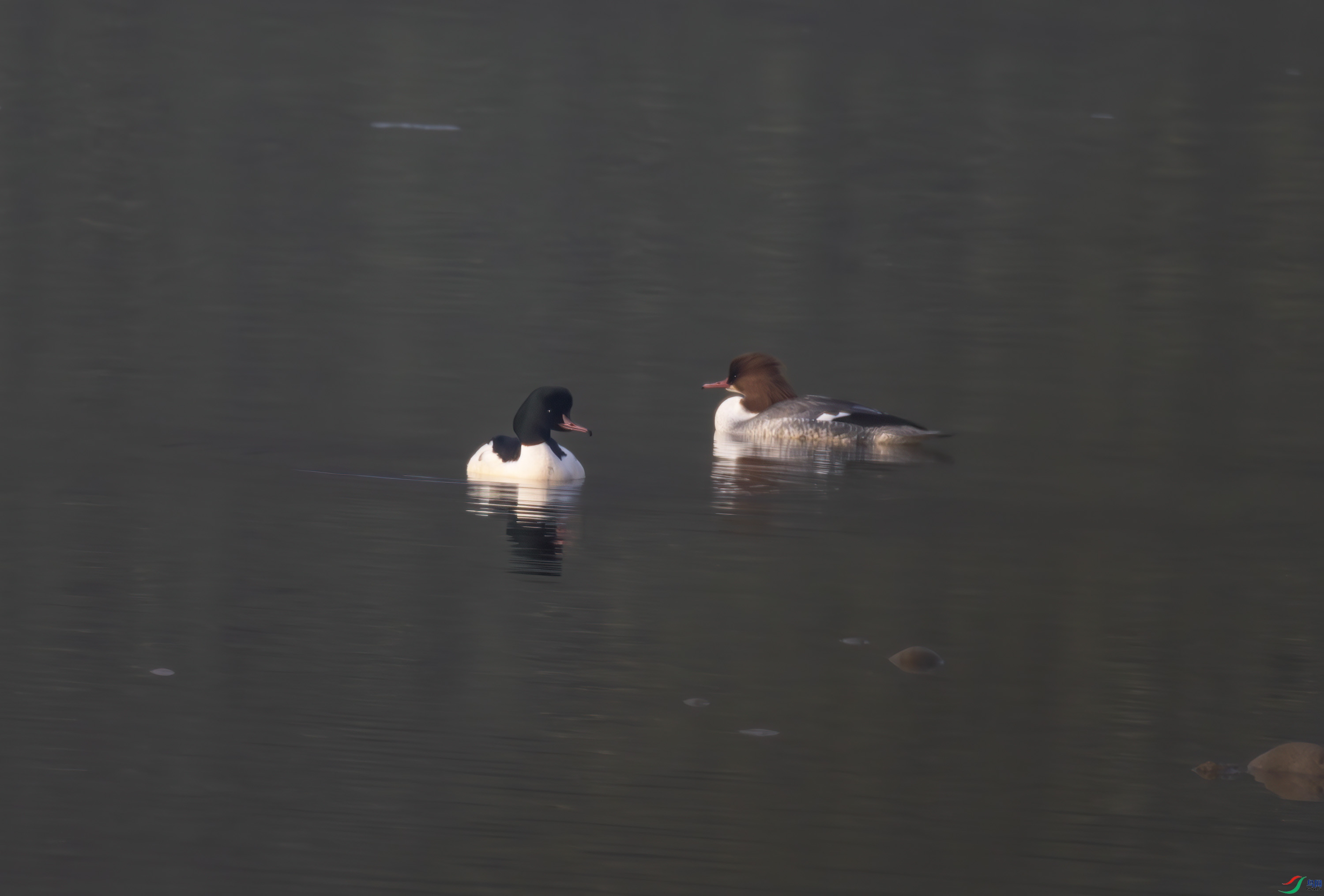 2I1A2965-����ǿ-NR-1 ����.jpg