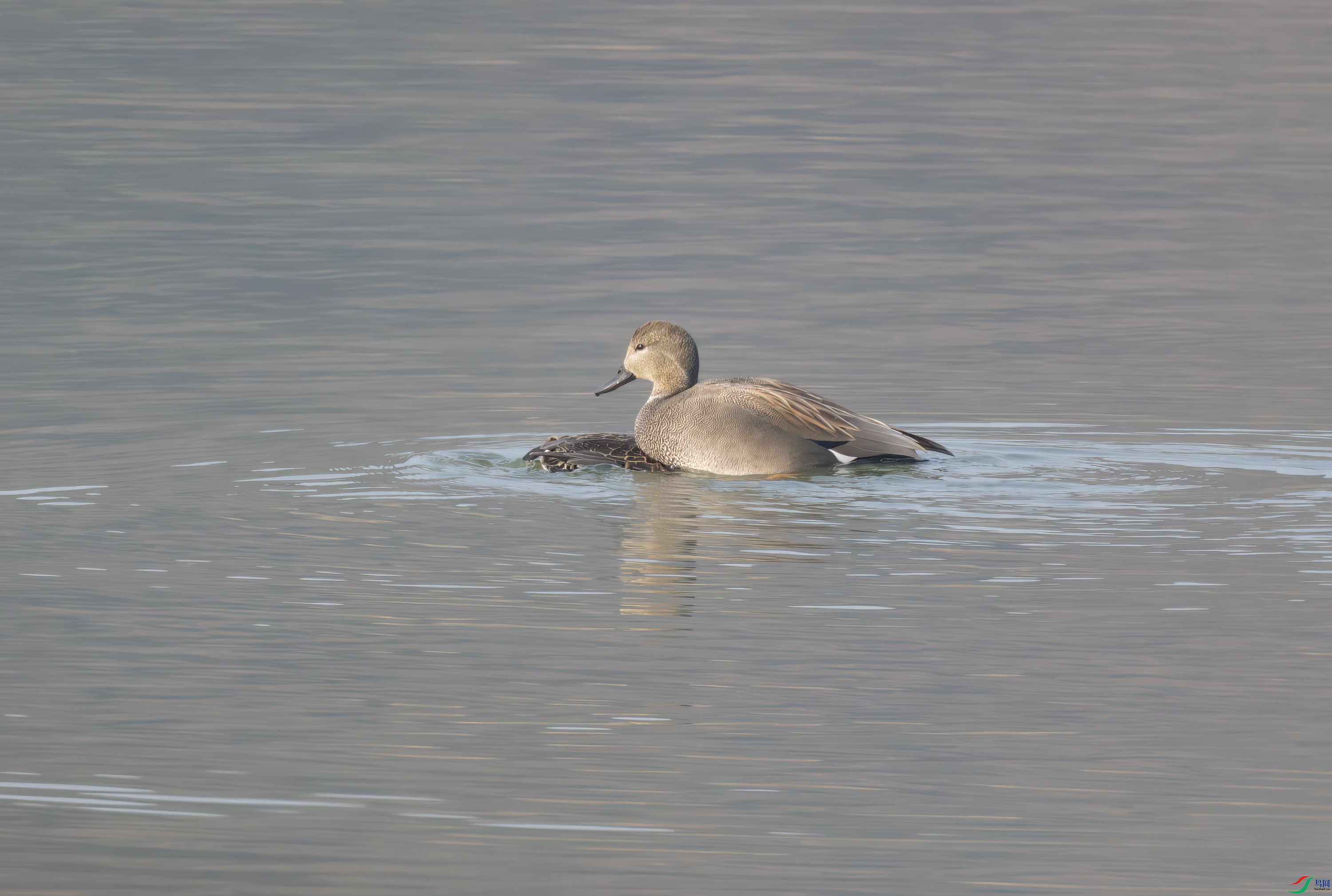 2I1A3695-����ǿ-NR ����.jpg