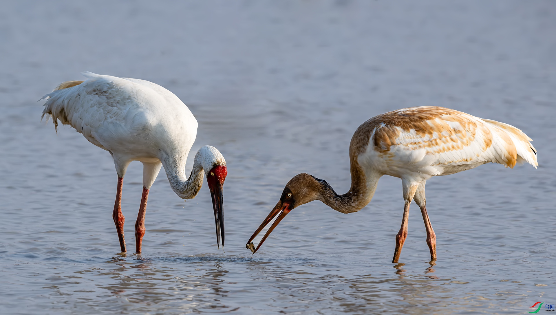 ��ʳ�Ĵ���