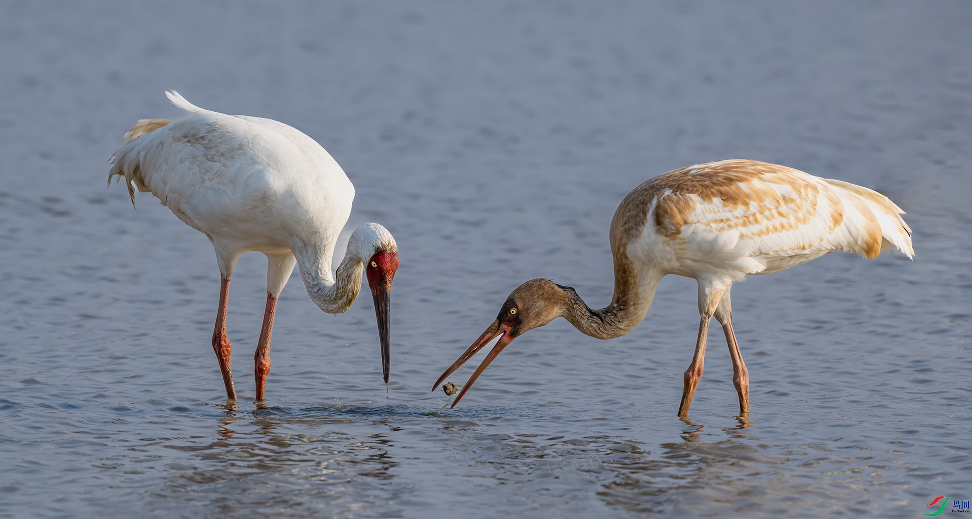 ��ʳ�Ĵ���