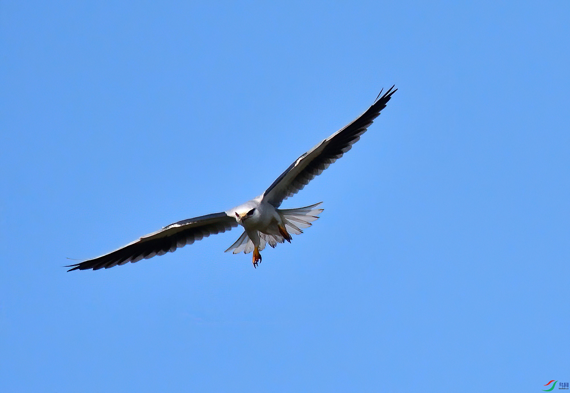 DSC_5950_996-Dsp.jpg