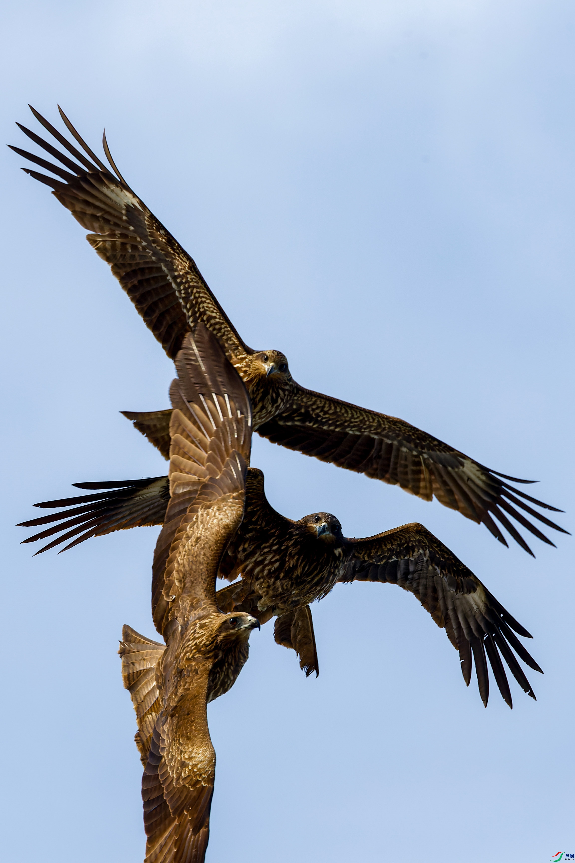 1DX_6009-CR2_DxO_DeepPRIME-1.jpg