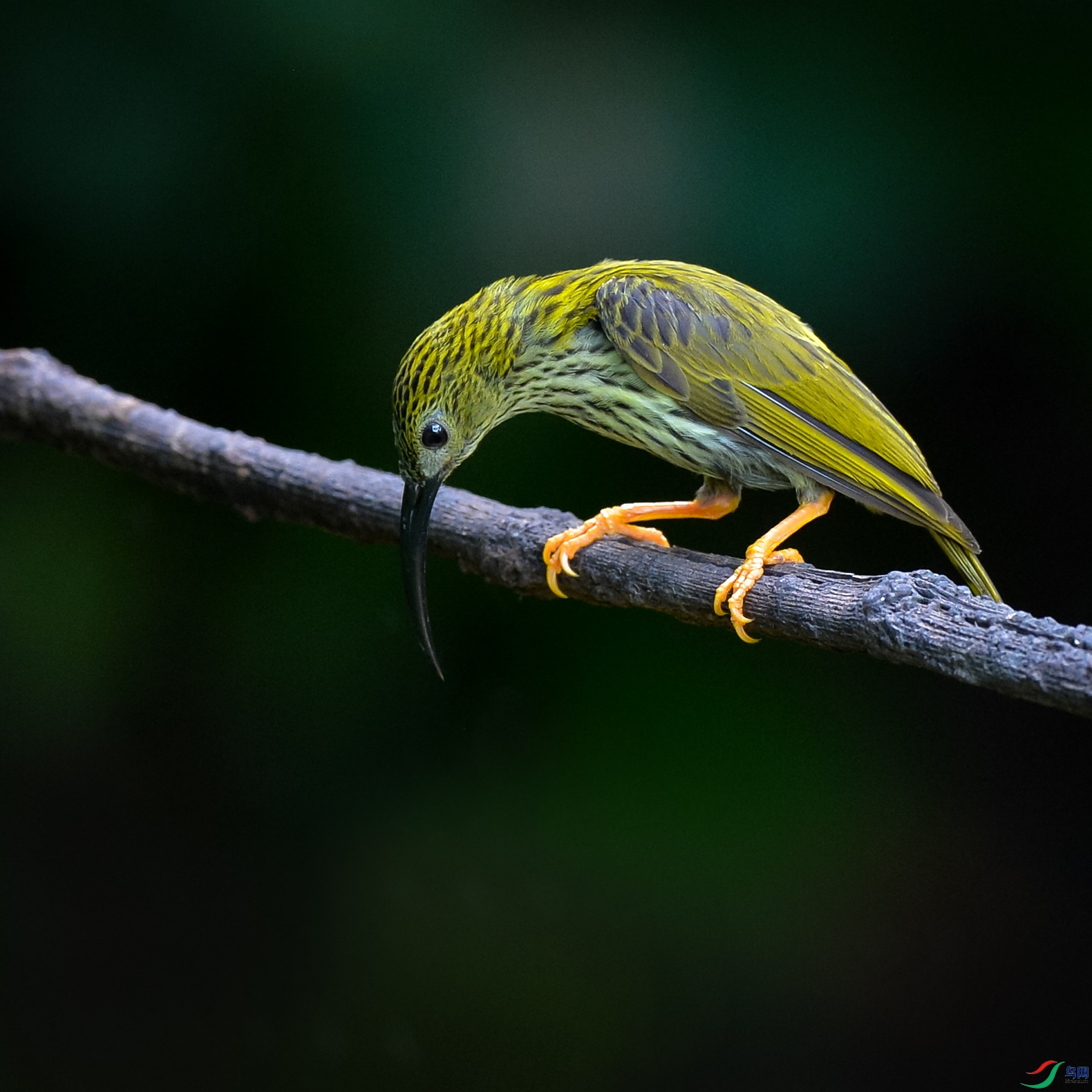DSC_9258.jpg