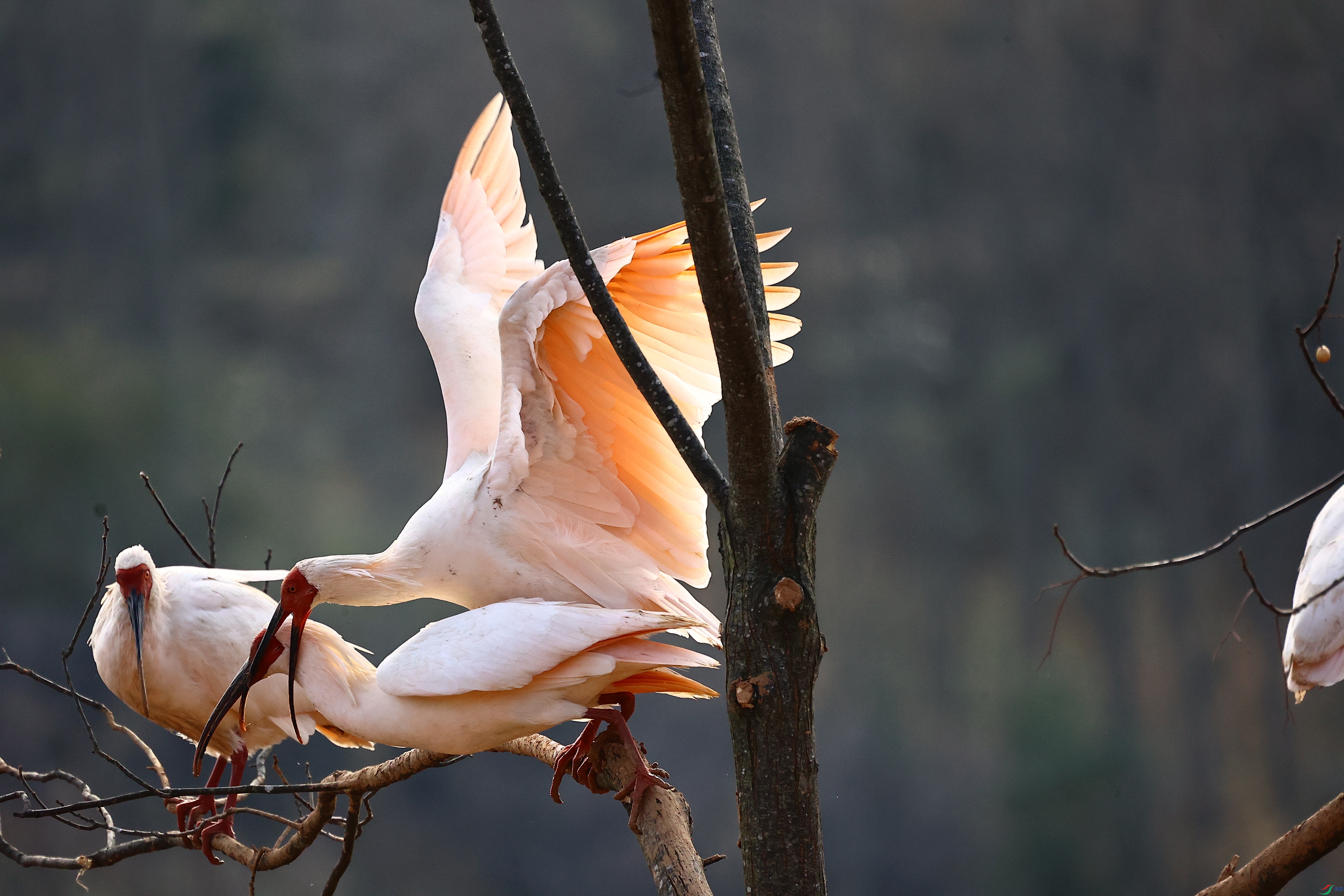 ���q�ȱ�03