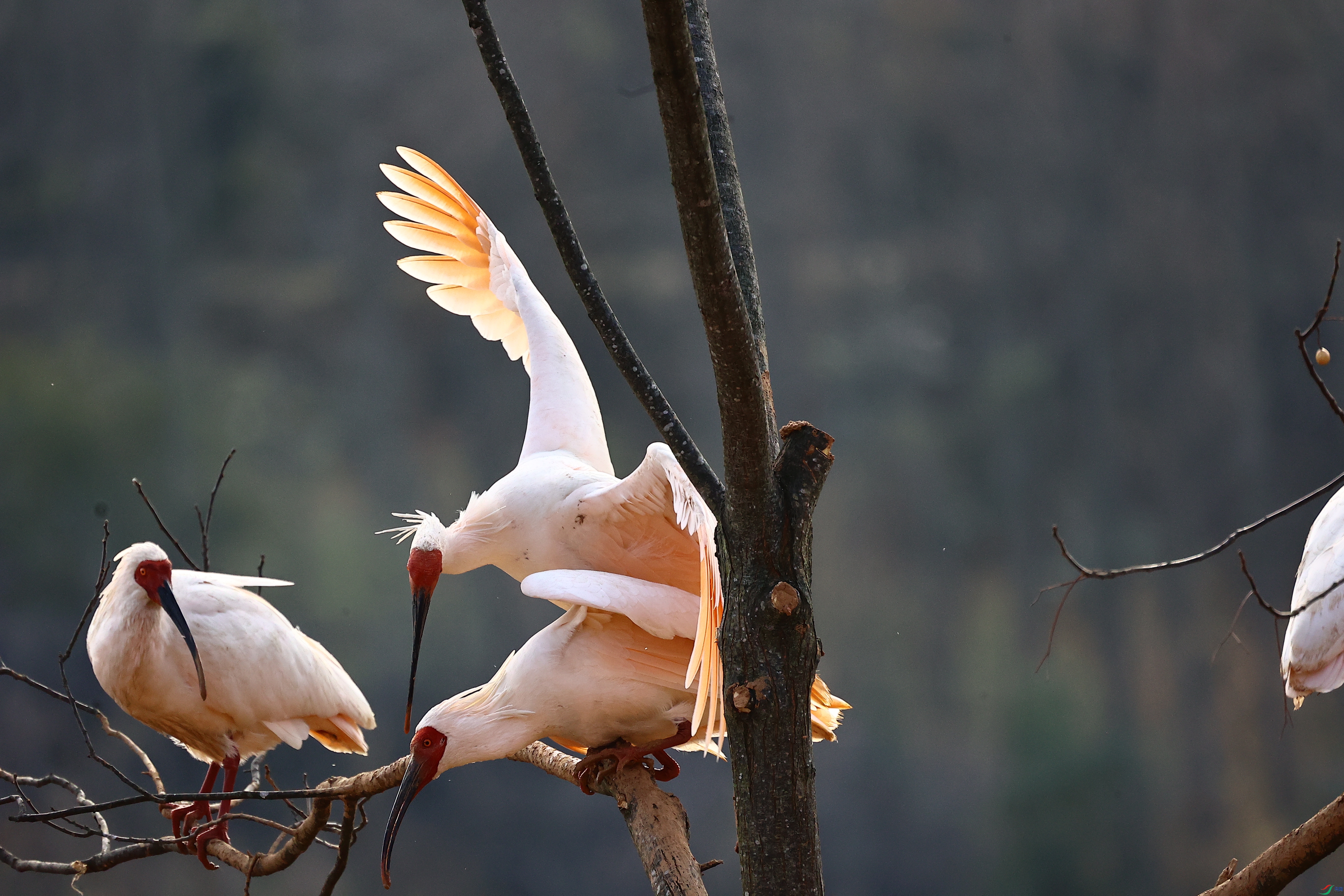 ���q�ȱ�04