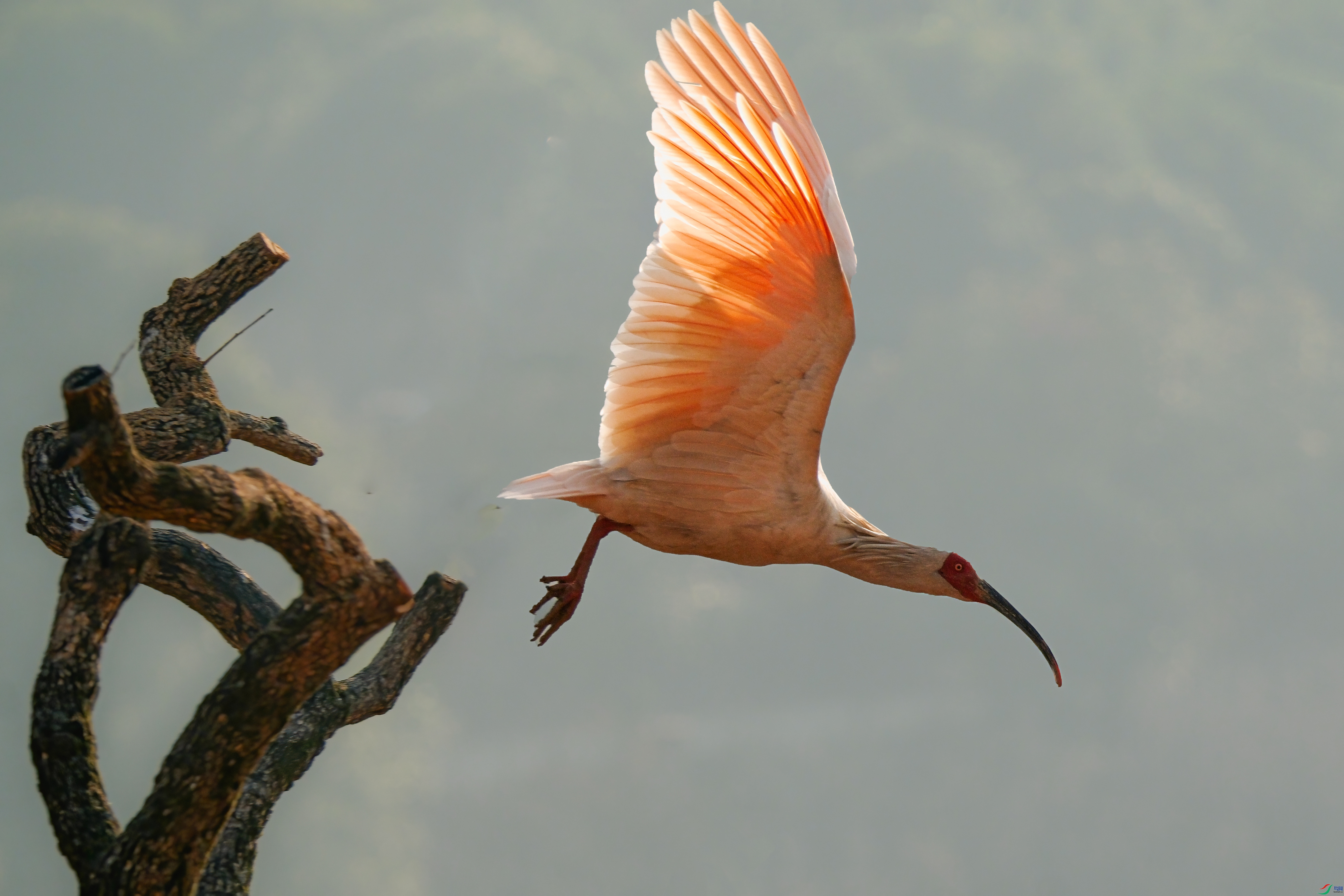 ��֦�����q