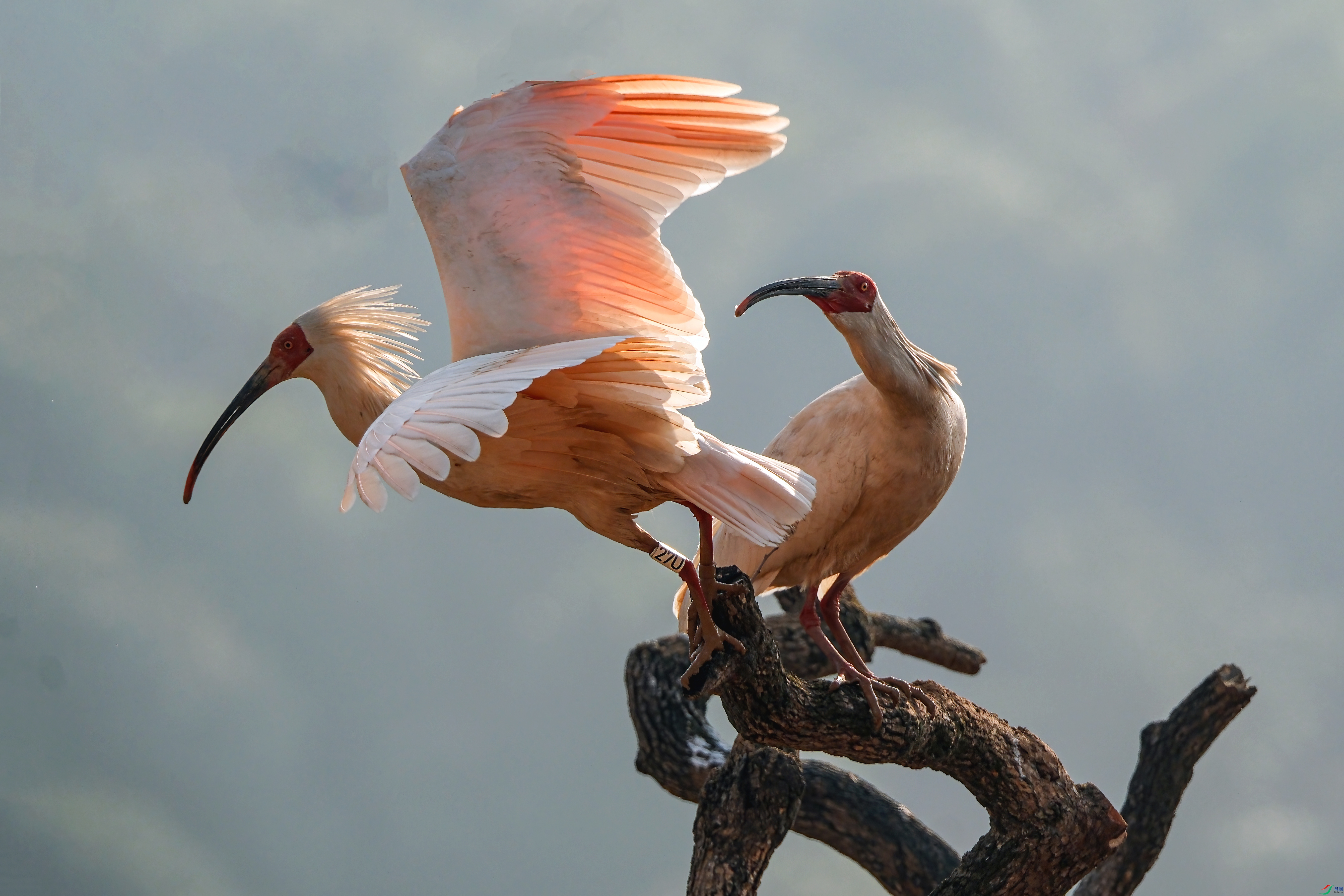 ��֦�����q05