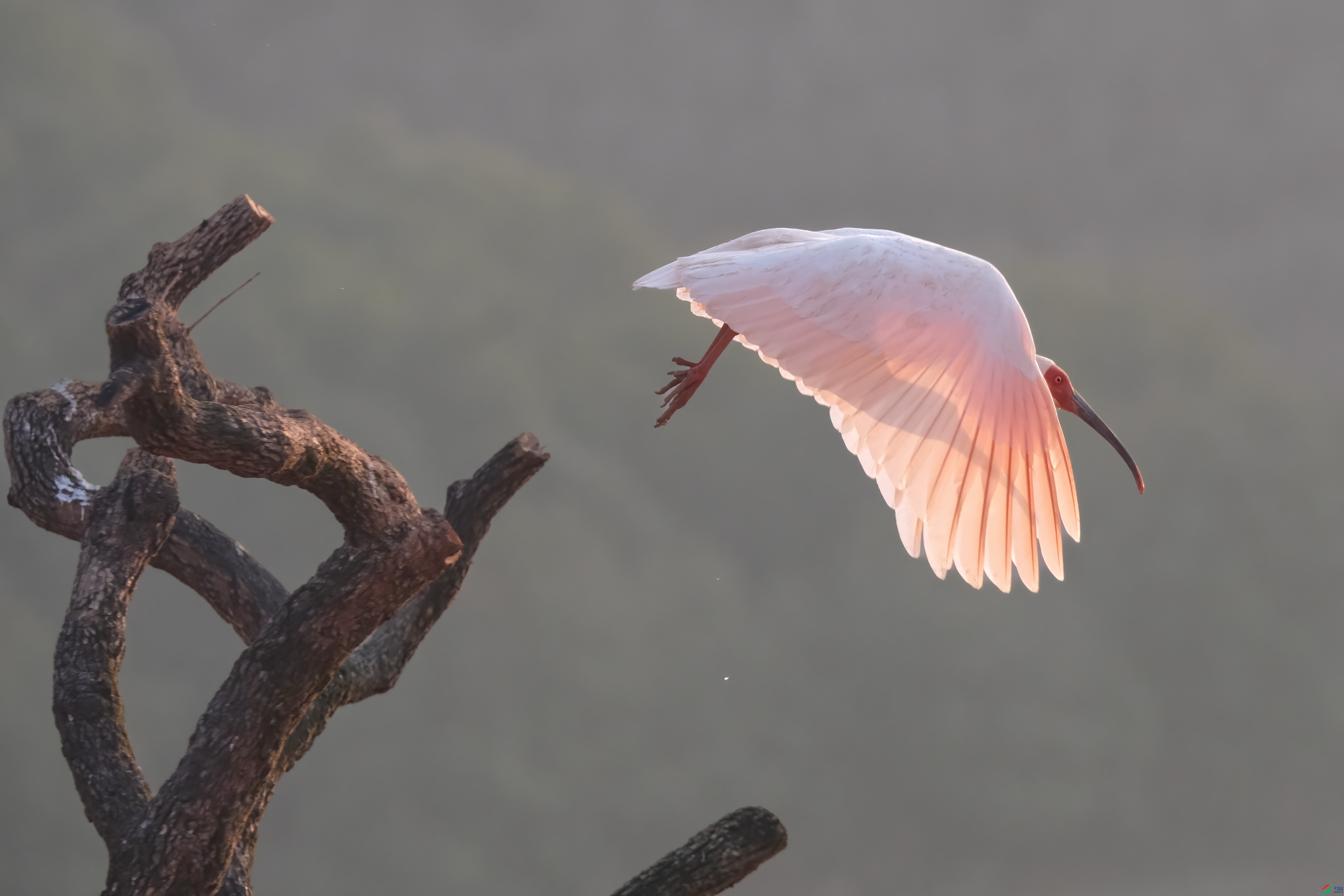 ��֦�����q04