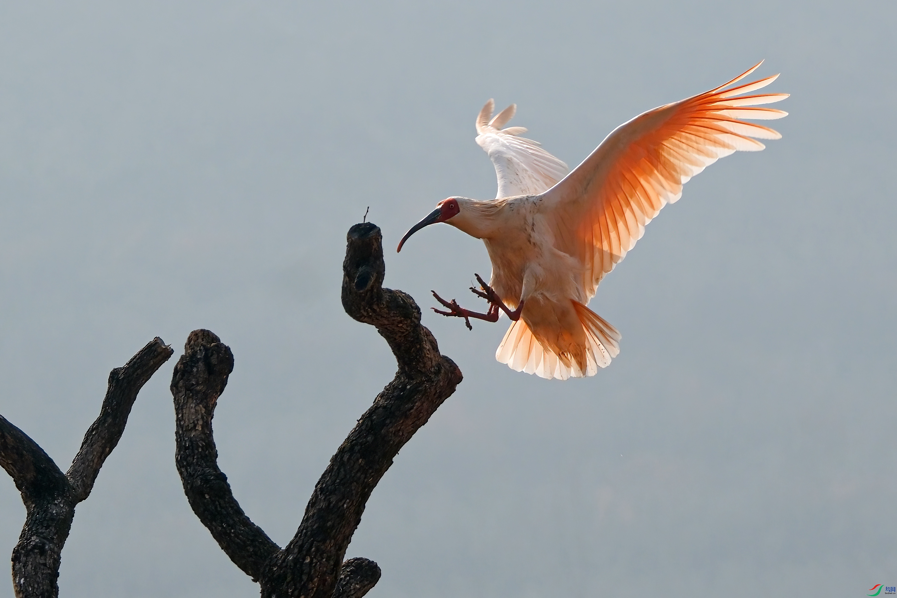 ��֦�����q03