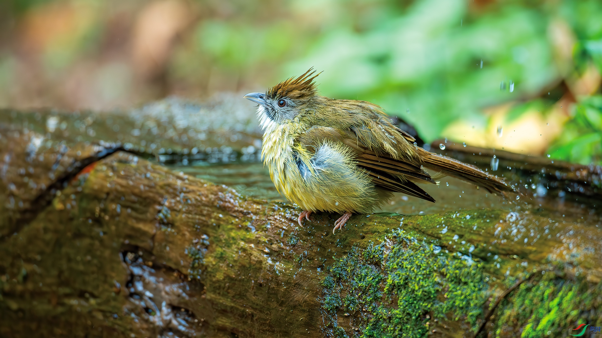 DSC_6581-����ǿ-NR.jpg