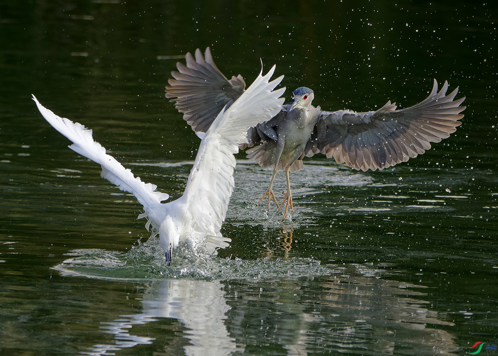 DSC_6370.jpg