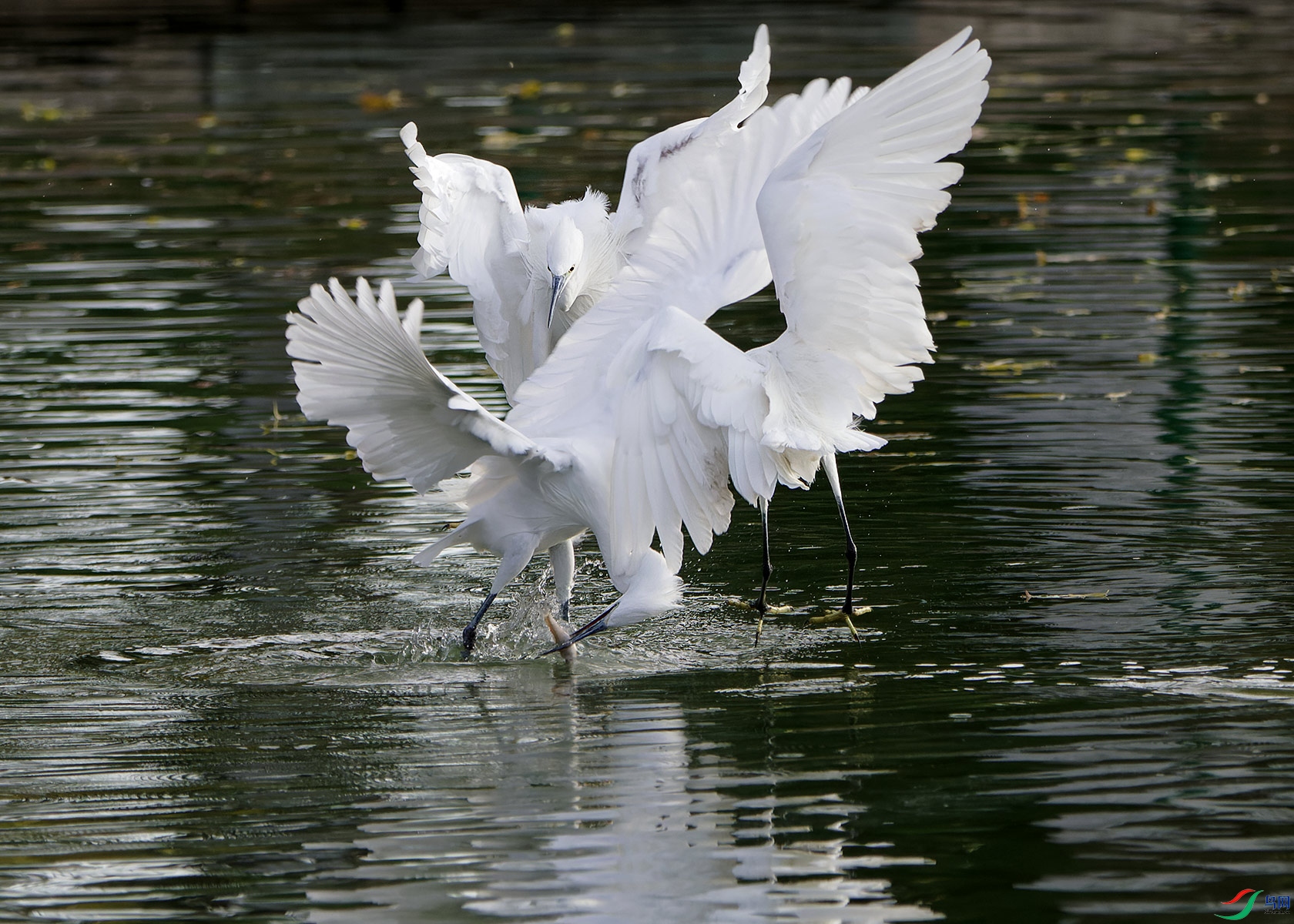 DSC_6404.jpg