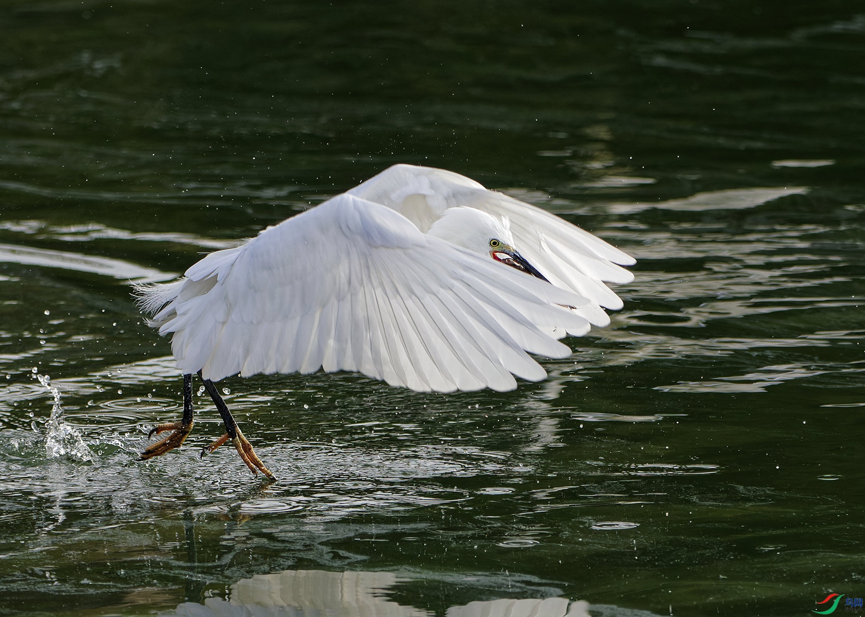 DSC_6581.jpg