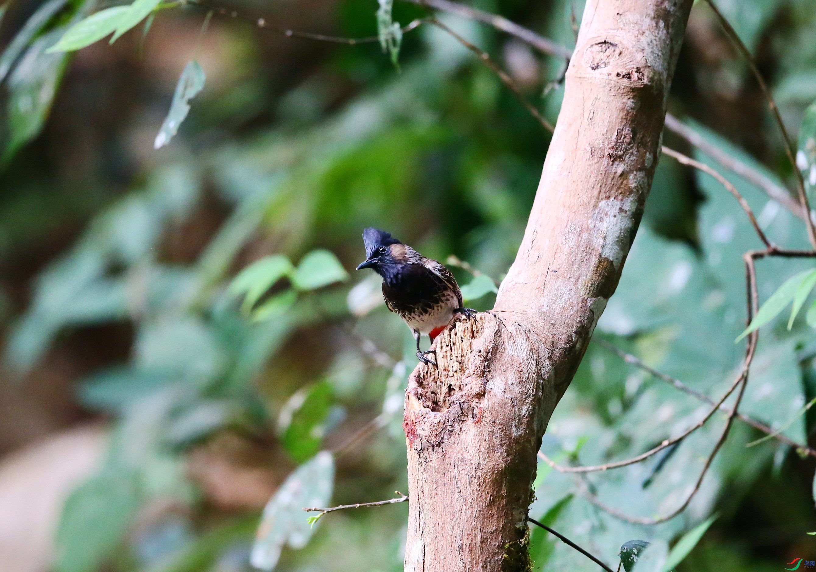 �ں������� (11).JPG