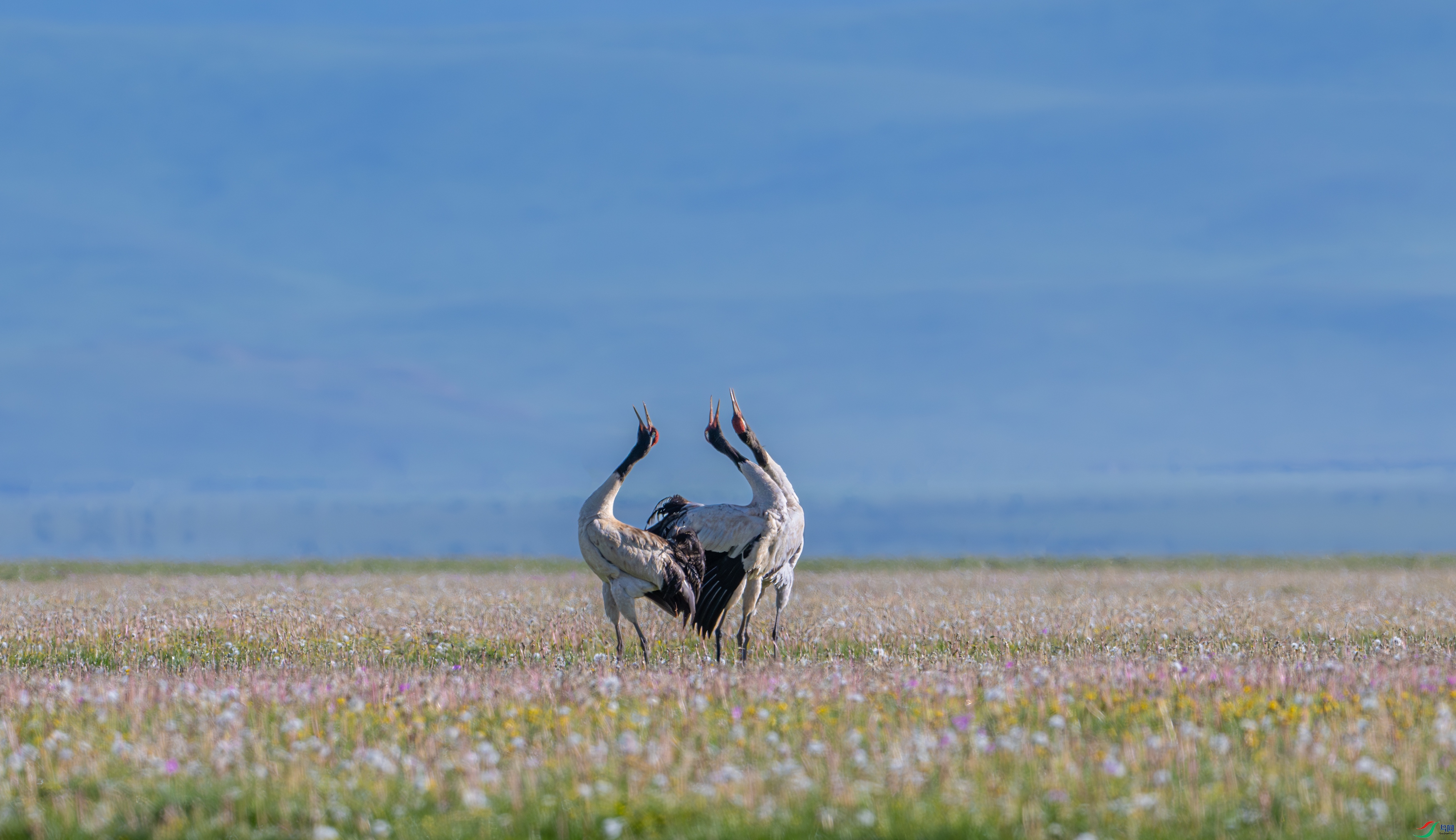 DSC_9577-����ǿ-NR-11.jpg