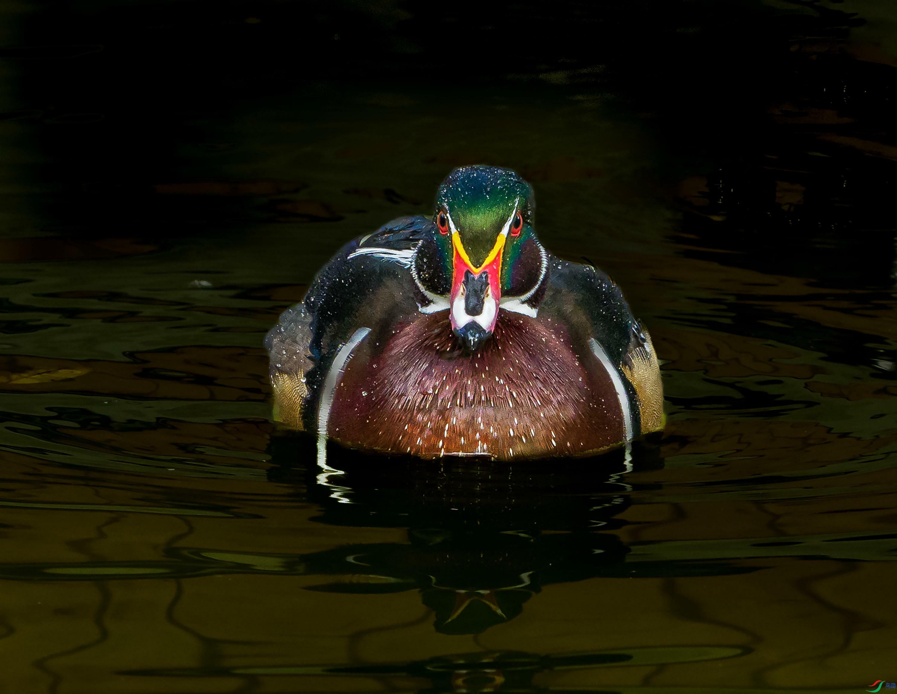 PA291476 --��ԧ��--4_��ţ��ͼ.jpg