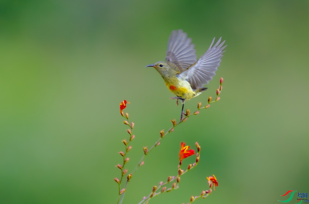 ��ɽ���� ���ഺ���������ٻ����Ѿ�����9.png