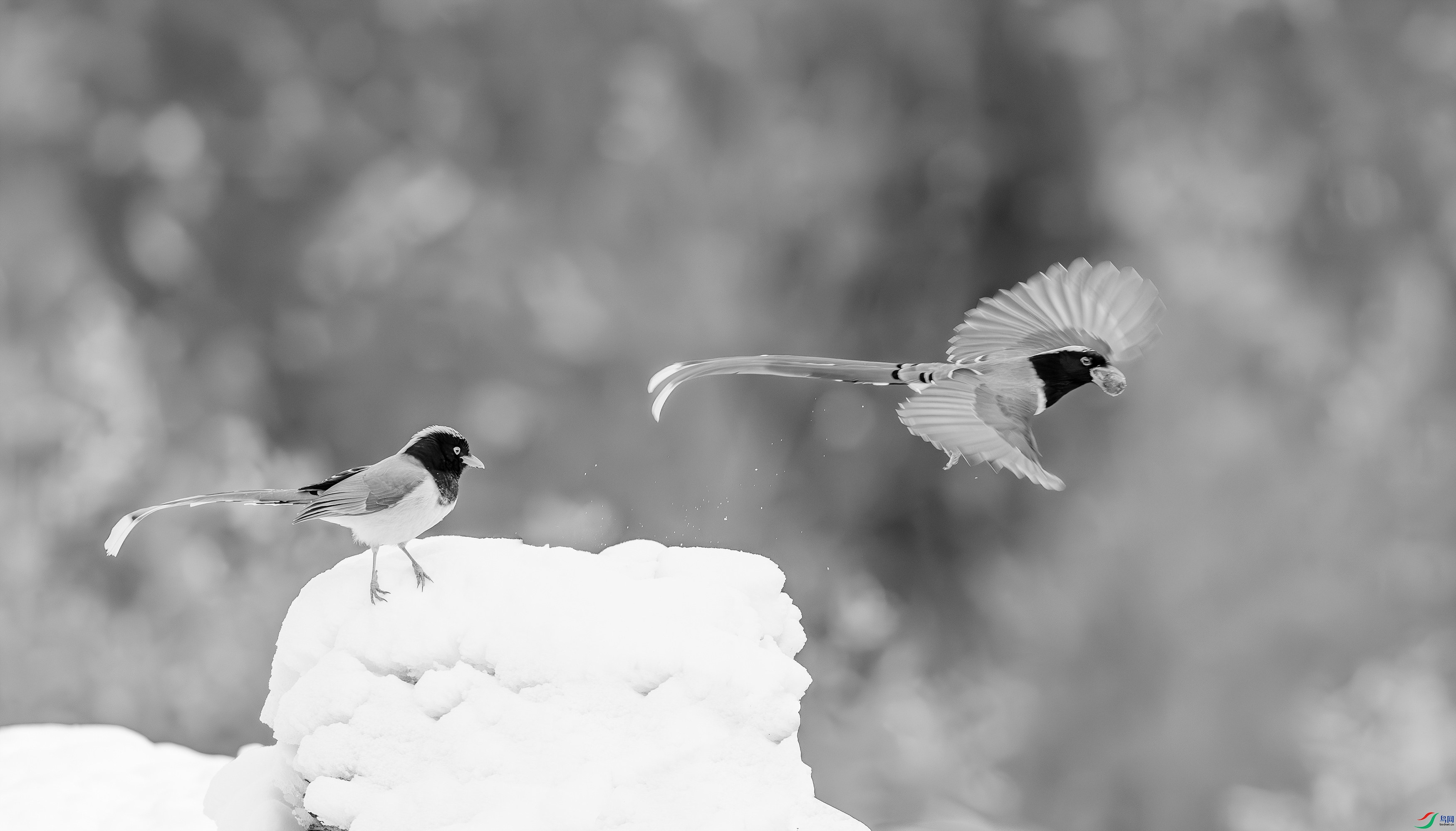 412A2719-����ǿ-����-1-2=00.jpg