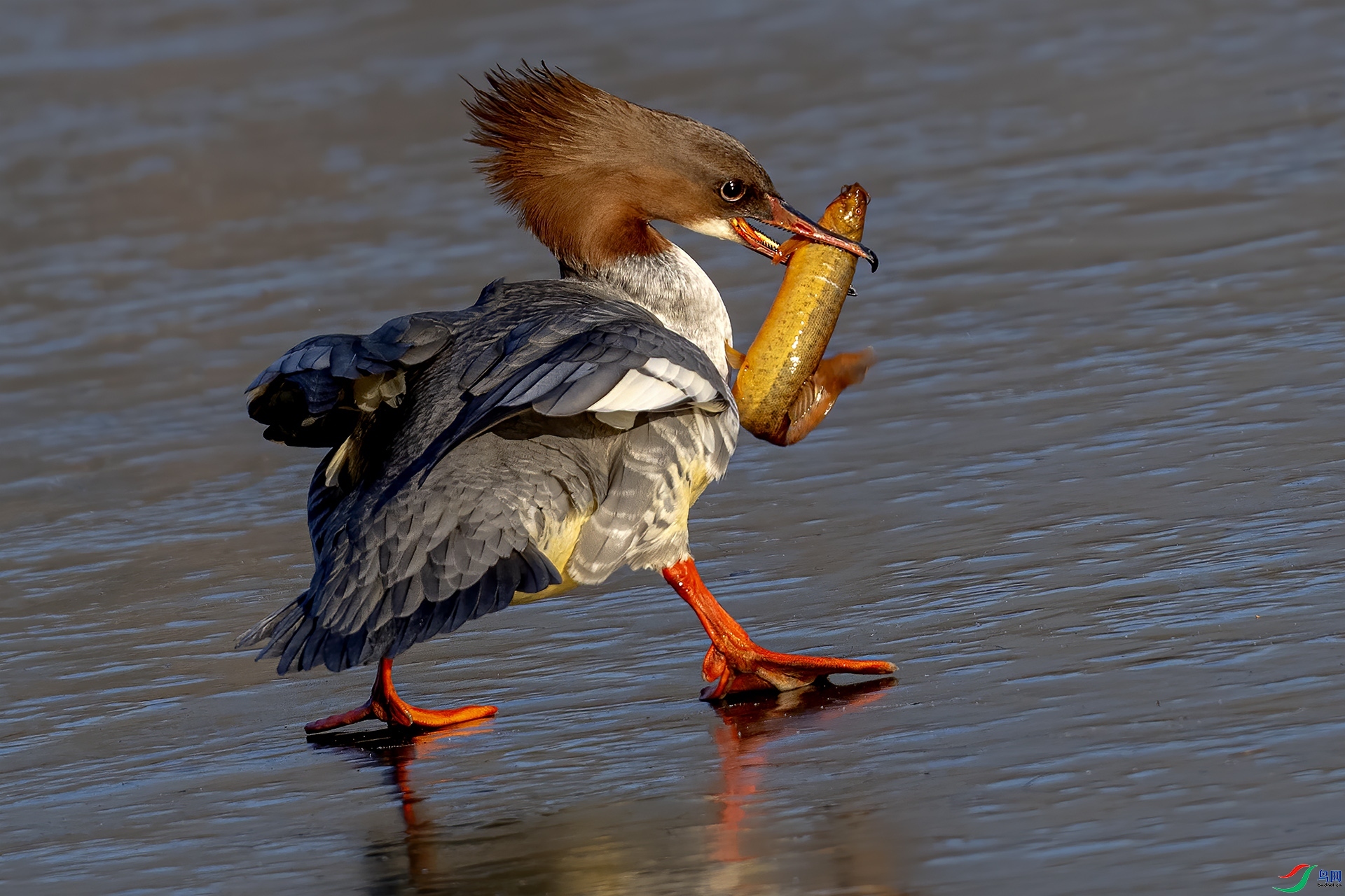 1.5��Ҷ98��ʦ��Ʒ   ��������� ��ף���ٻ��Ա������.jpg