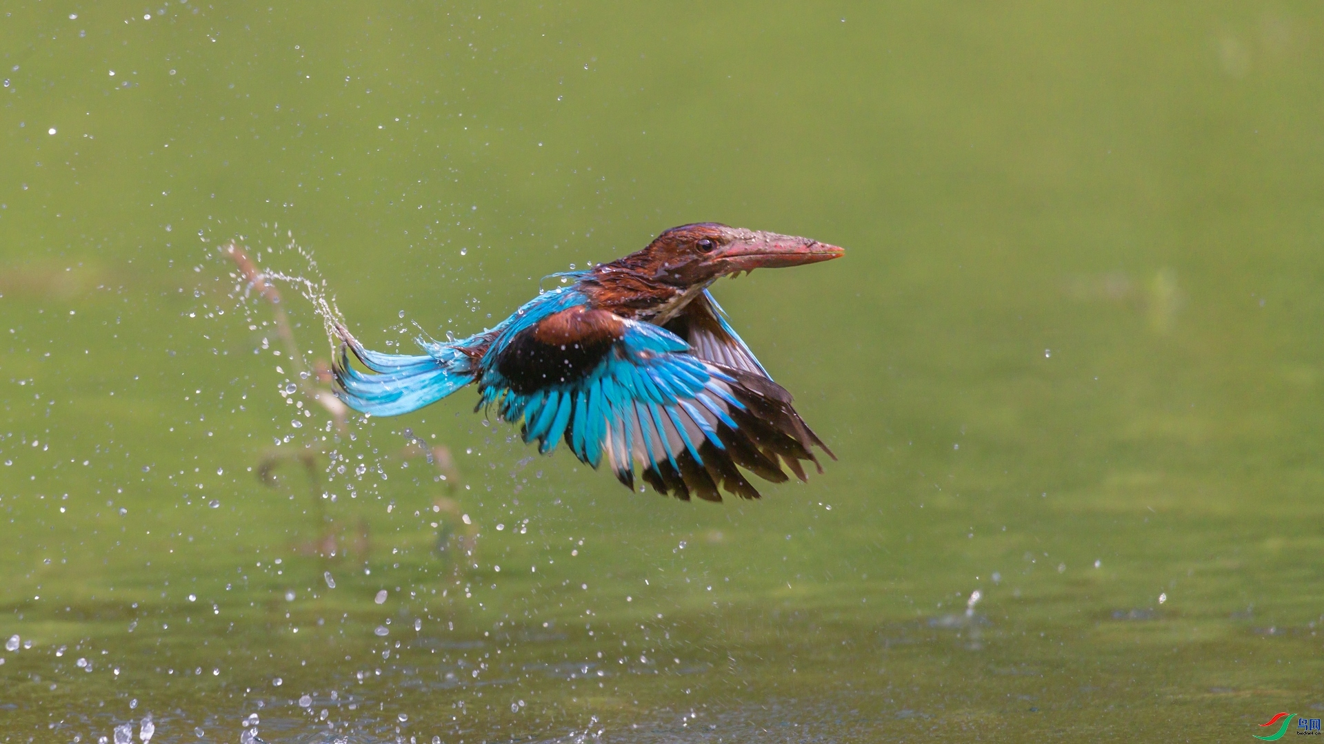 1.6�ƽ�Ҷ��ʦ��Ʒ  ��������2 ��ף���ٻ����Ѿ�����.jpg