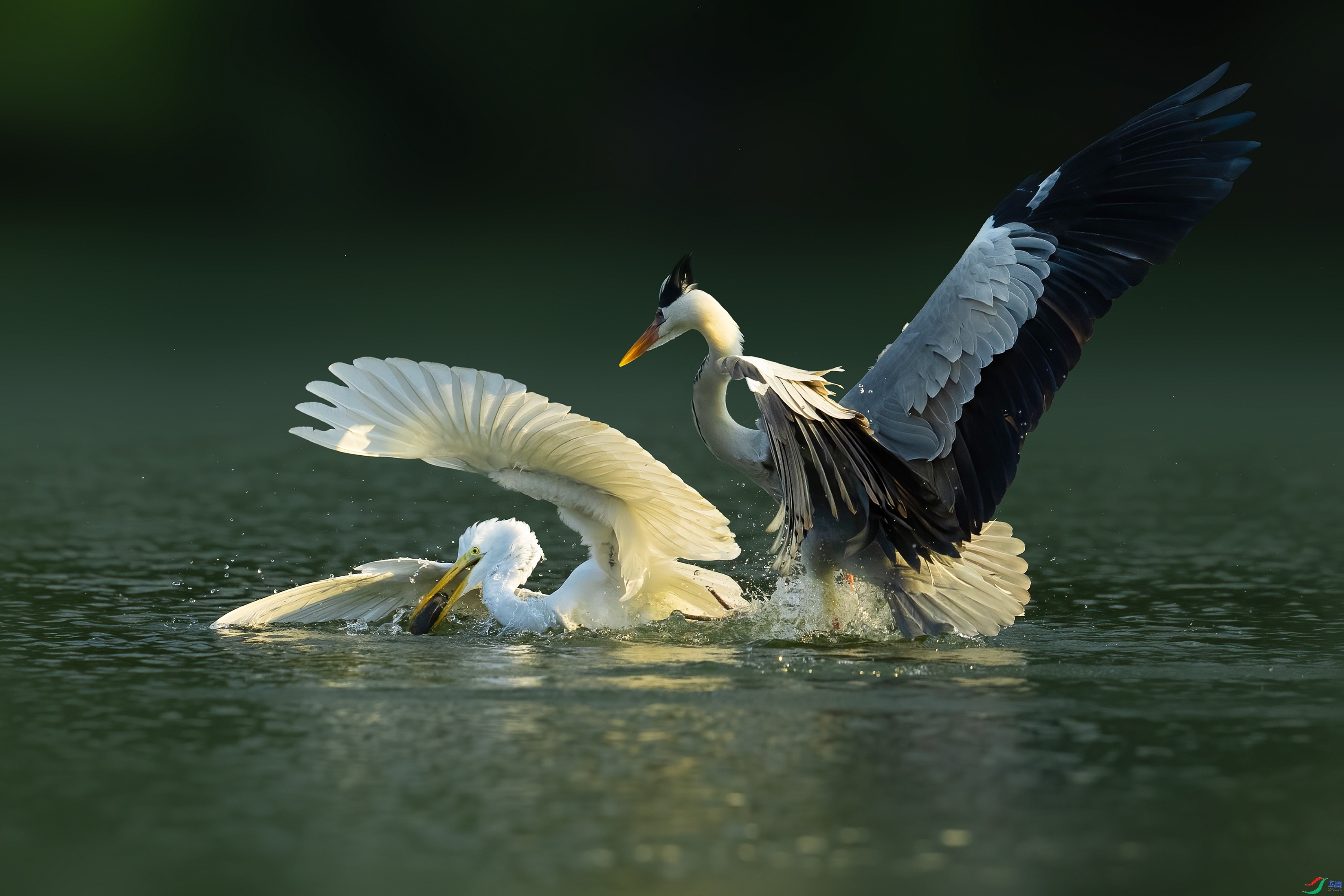 1.6����·��ʦ��Ʒ   �ȵ��ȳ� ��ף���ٻ����������.jpg