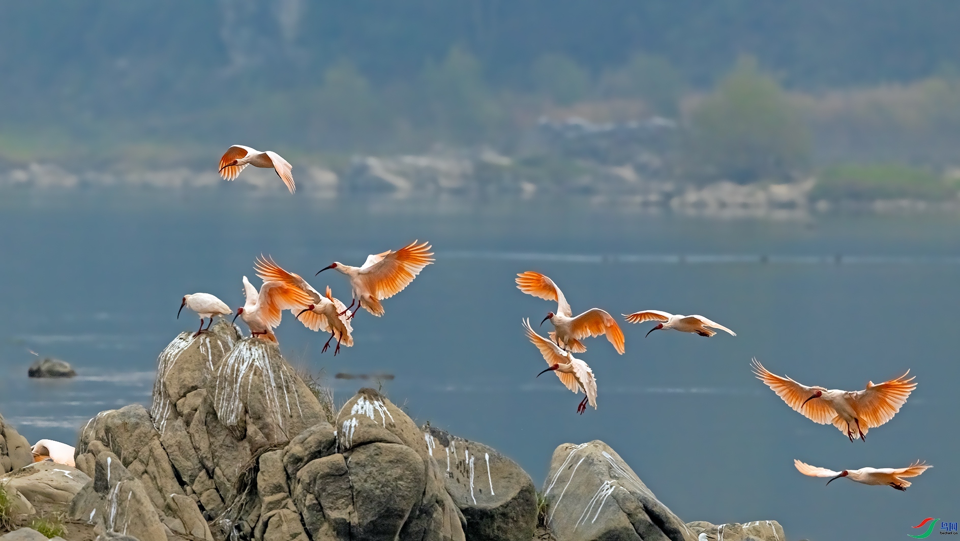 1.7���������ʦ��Ʒ   ����** ��ף���ٻ����������.jpg