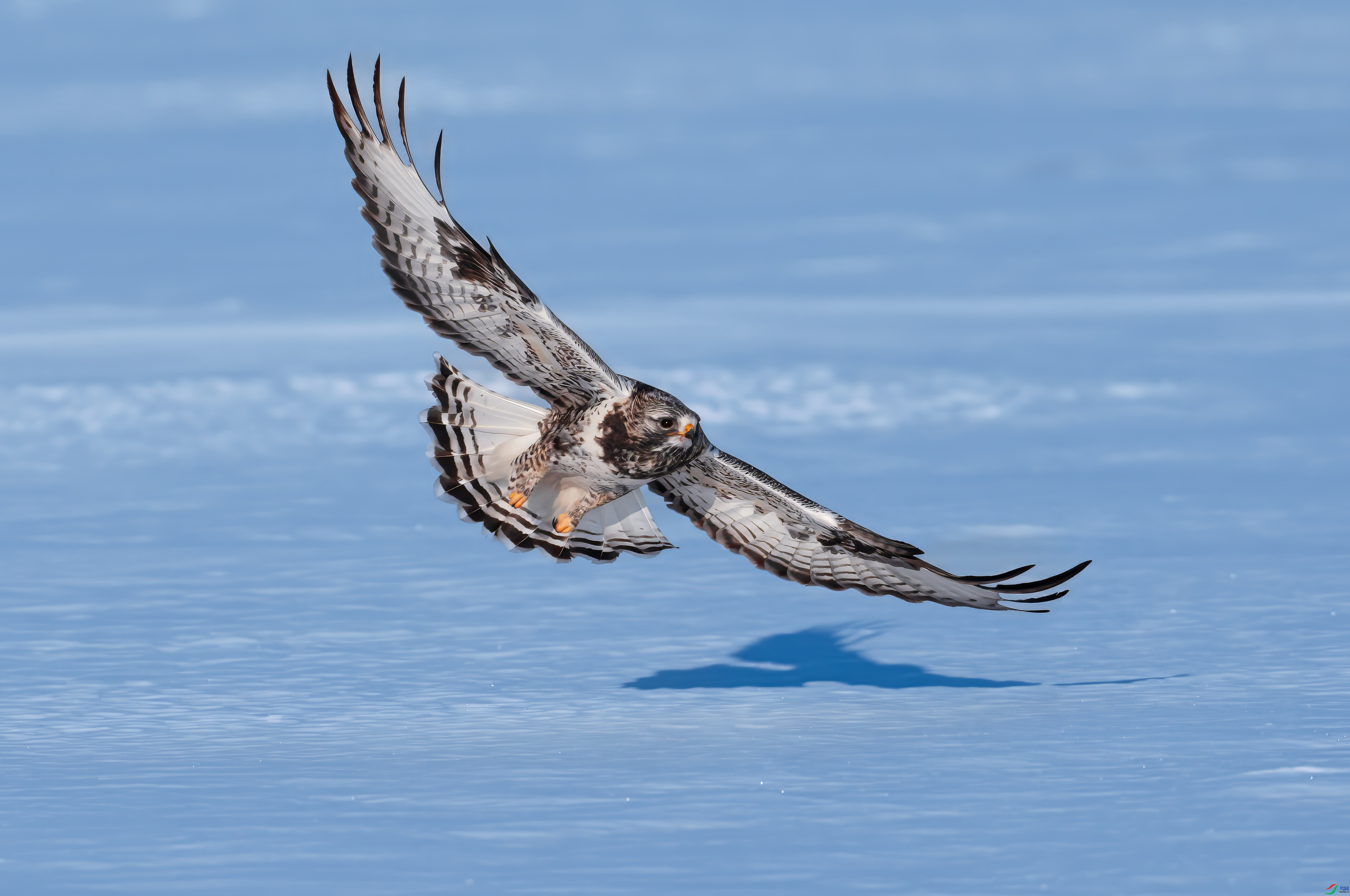 1.7����������ʦ��Ʒ   ѩ����