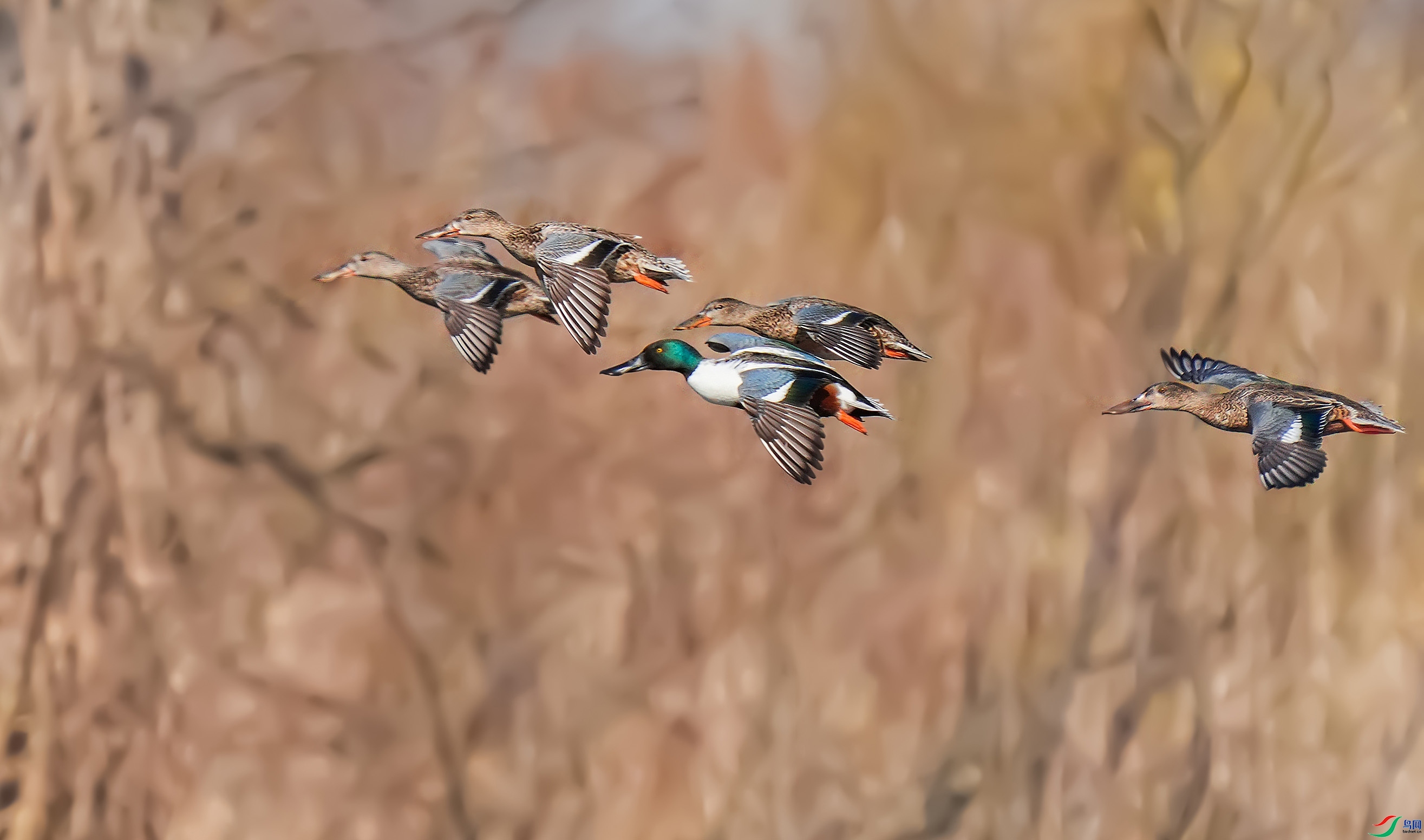 1.8�����ʦ��Ʒ   ����ѼȺ�� ��ף���ٻ��Ա������.jpg