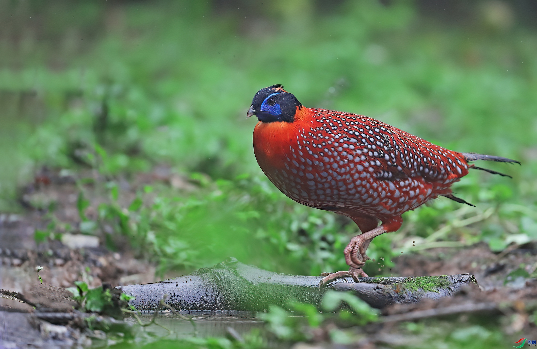 1.8��������ʦ��Ʒ   ���� ��ף���ٻ����Ѿ�����.jpg