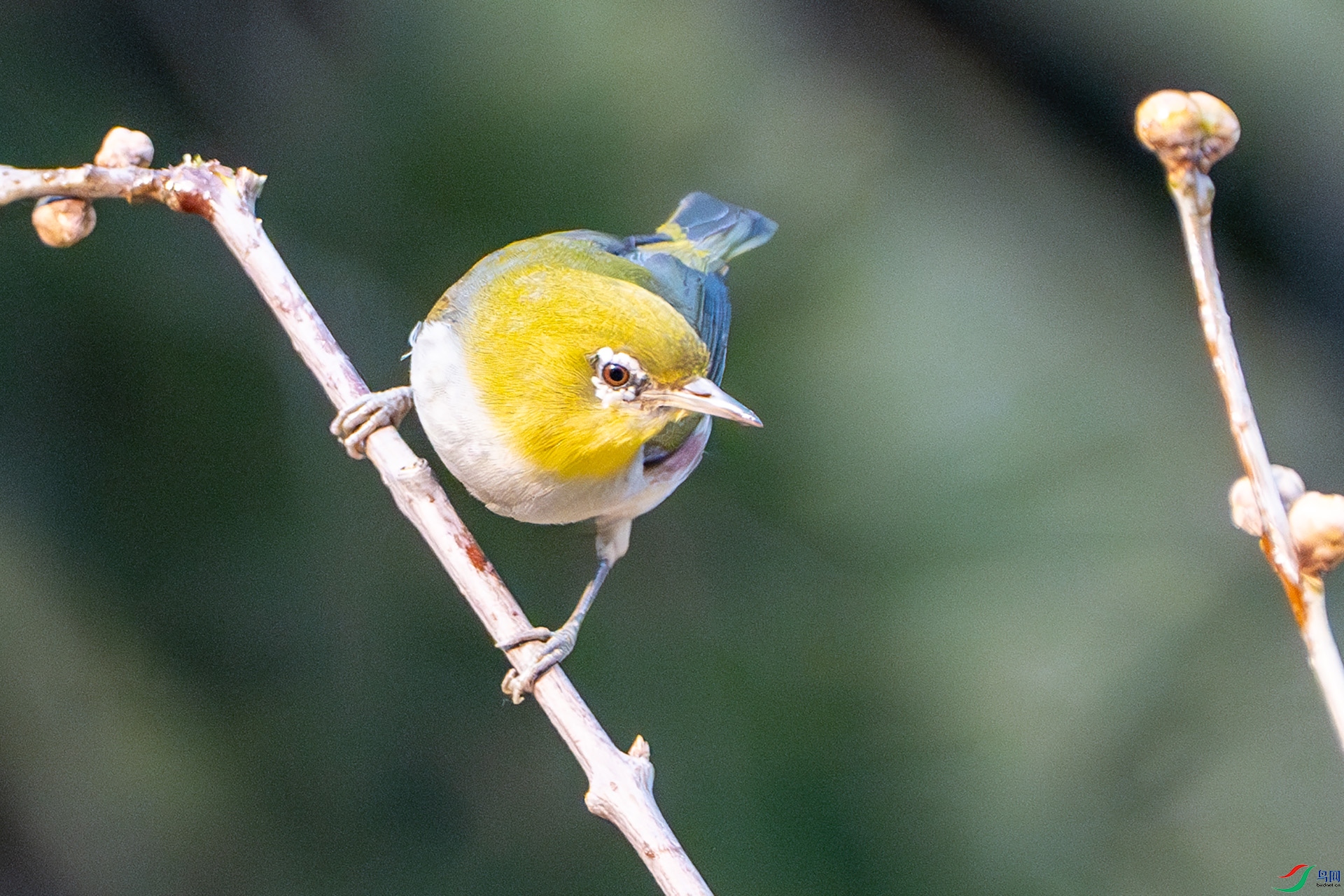 DSC00145-����ǿ-NR ����.jpg