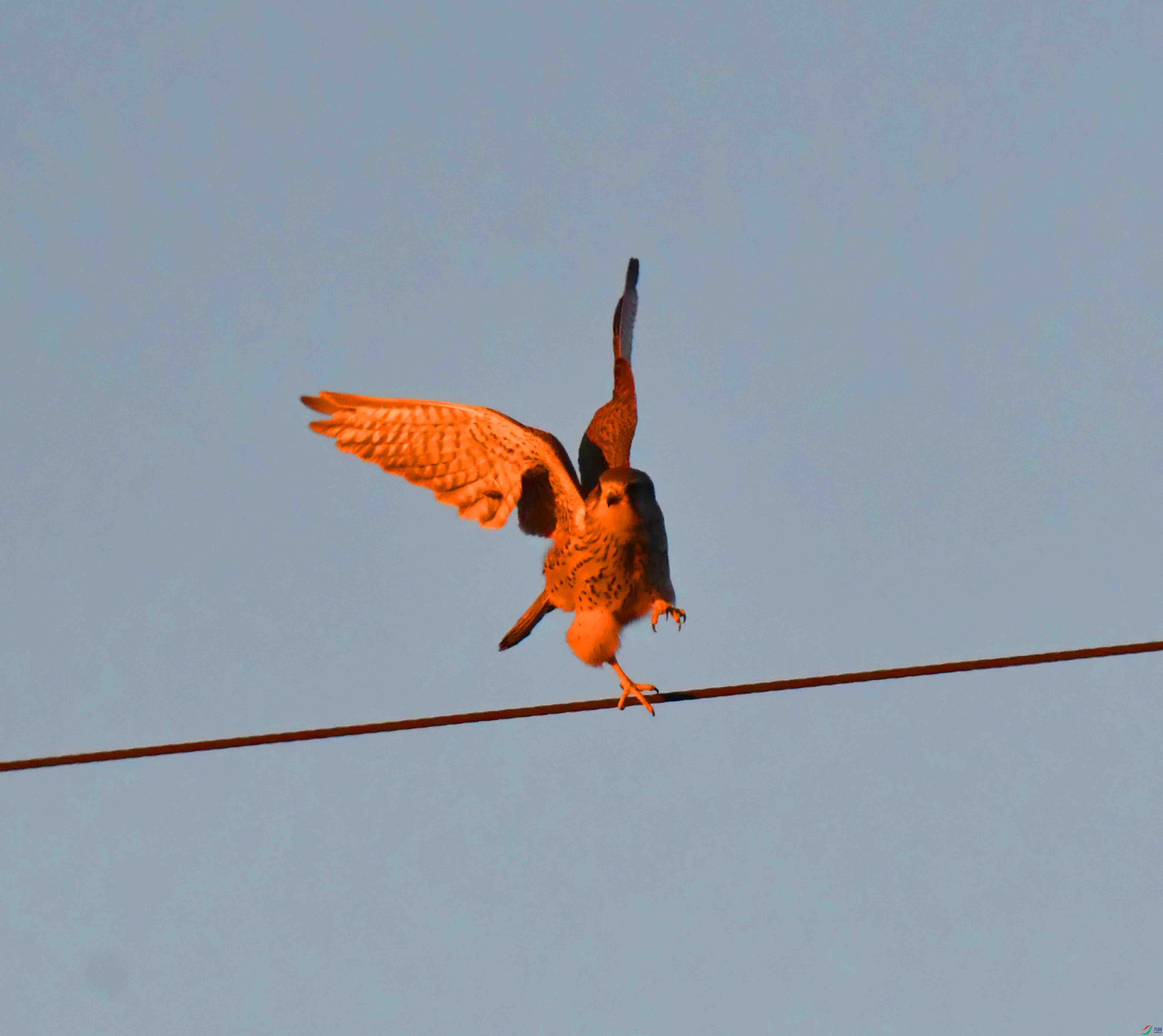 DSC_1003.JPG