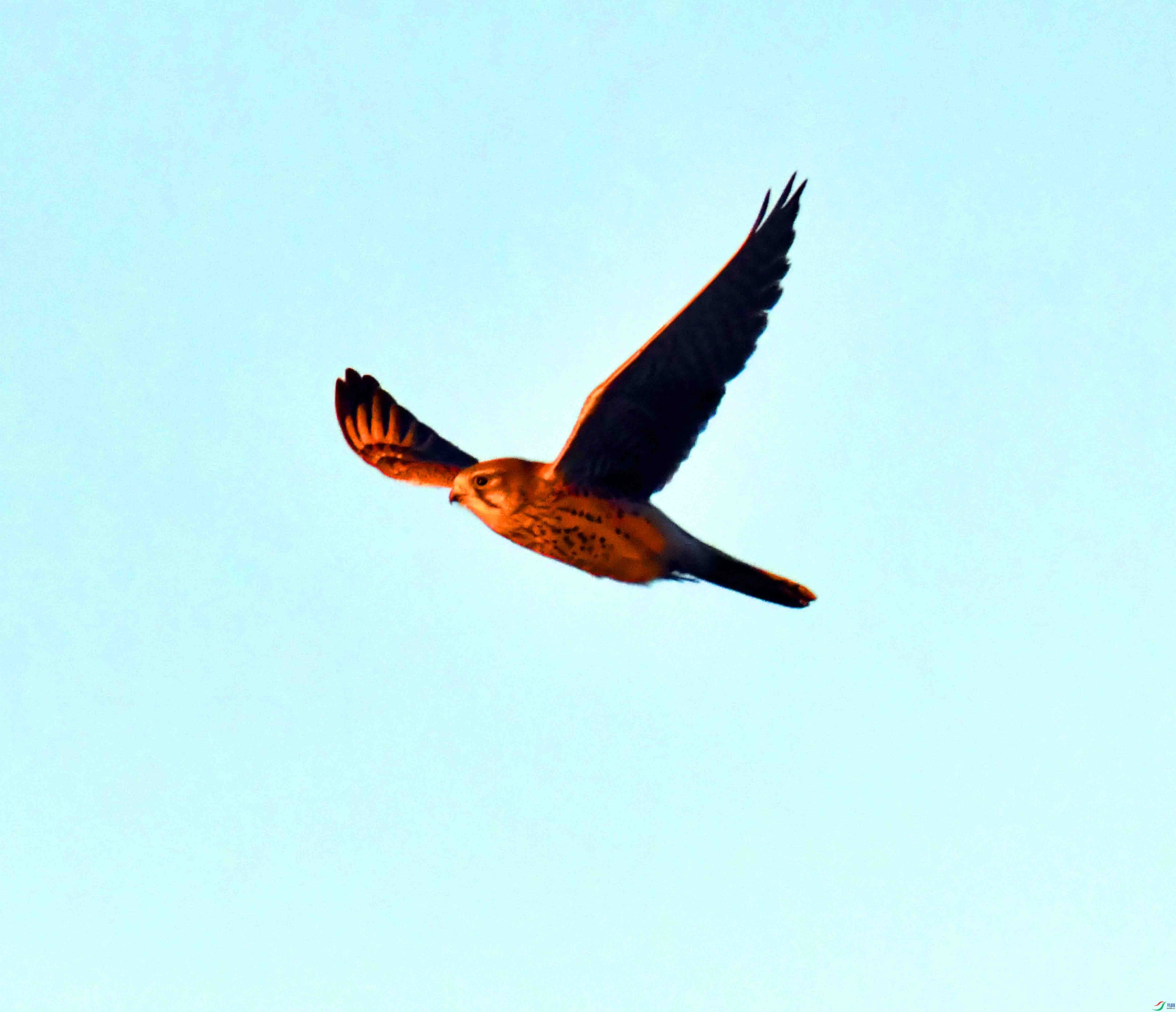 DSC_1006.JPG
