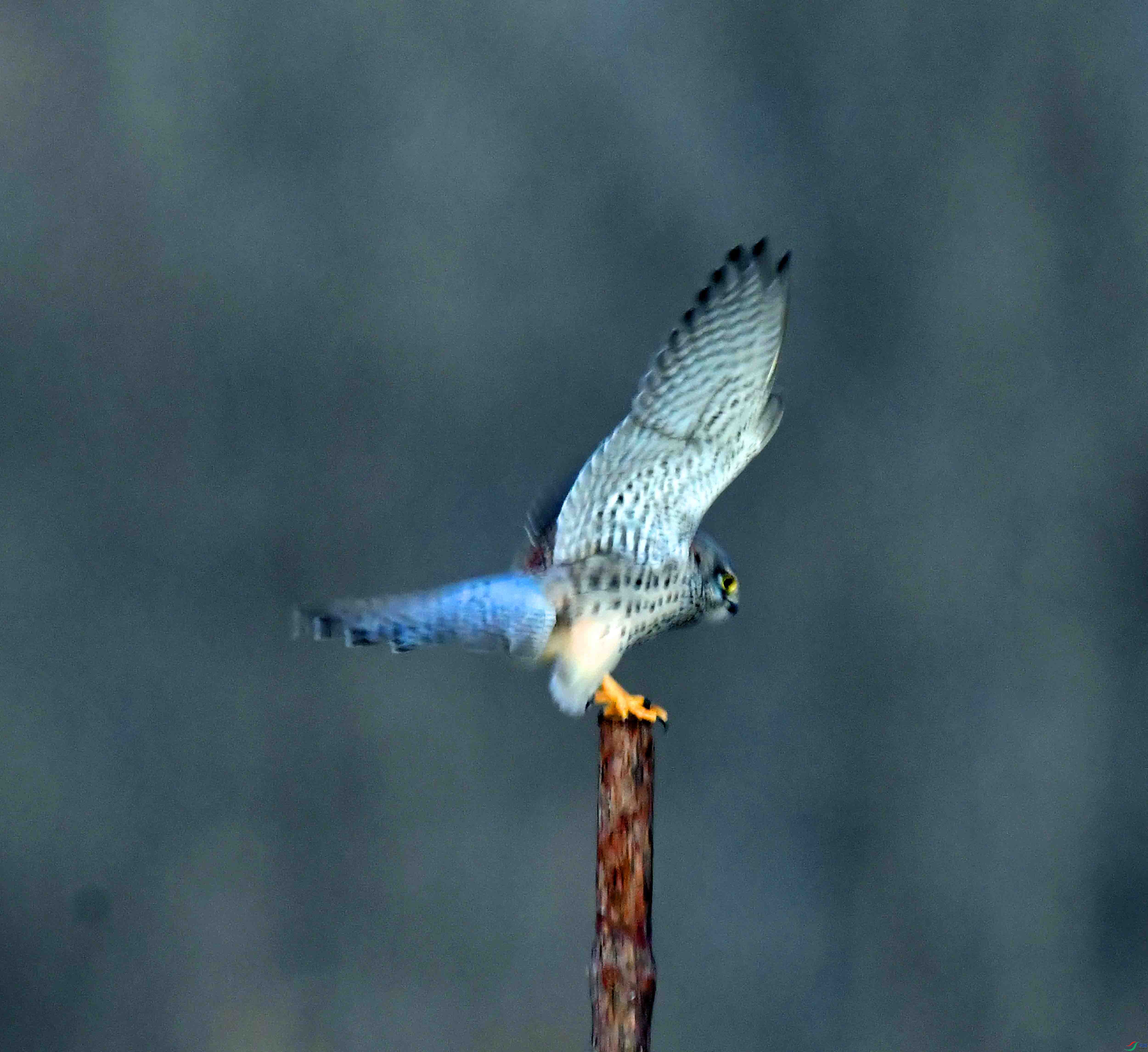 DSC_9535.JPG