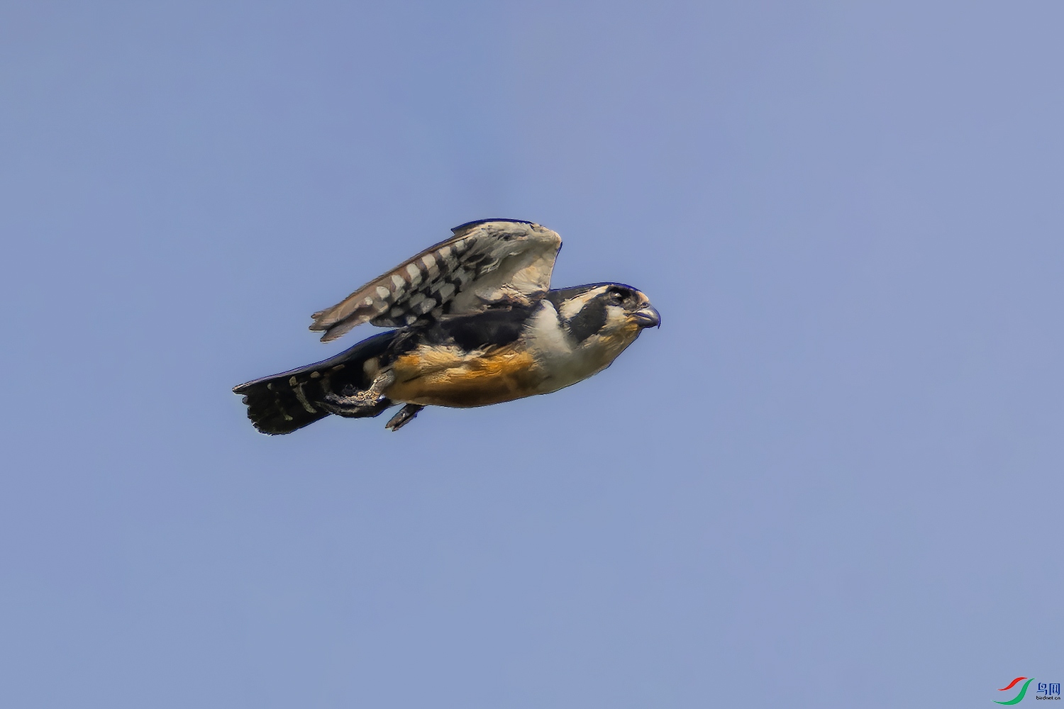 _97A4568-CR3 copy.jpg