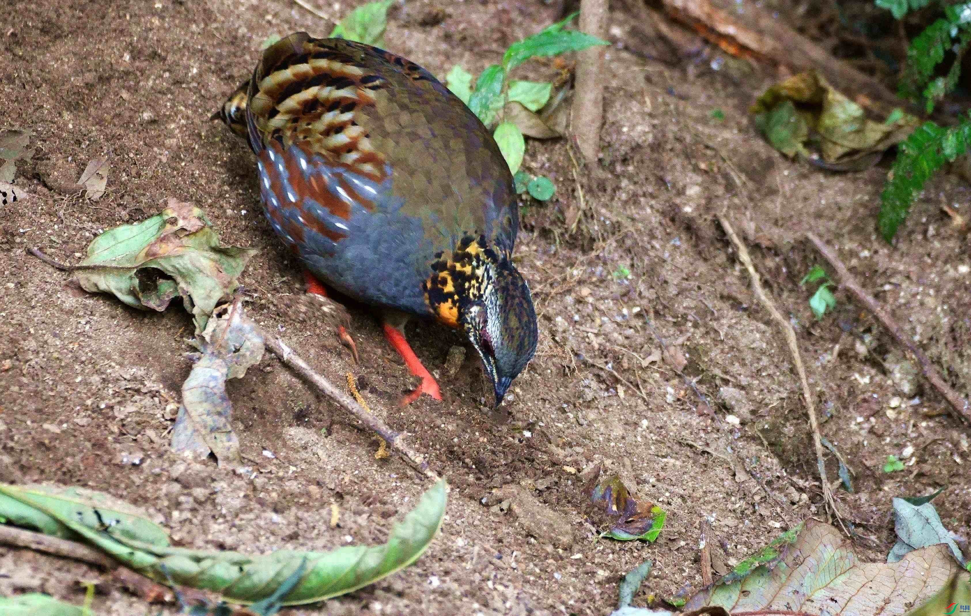 DSC_4346.JPG