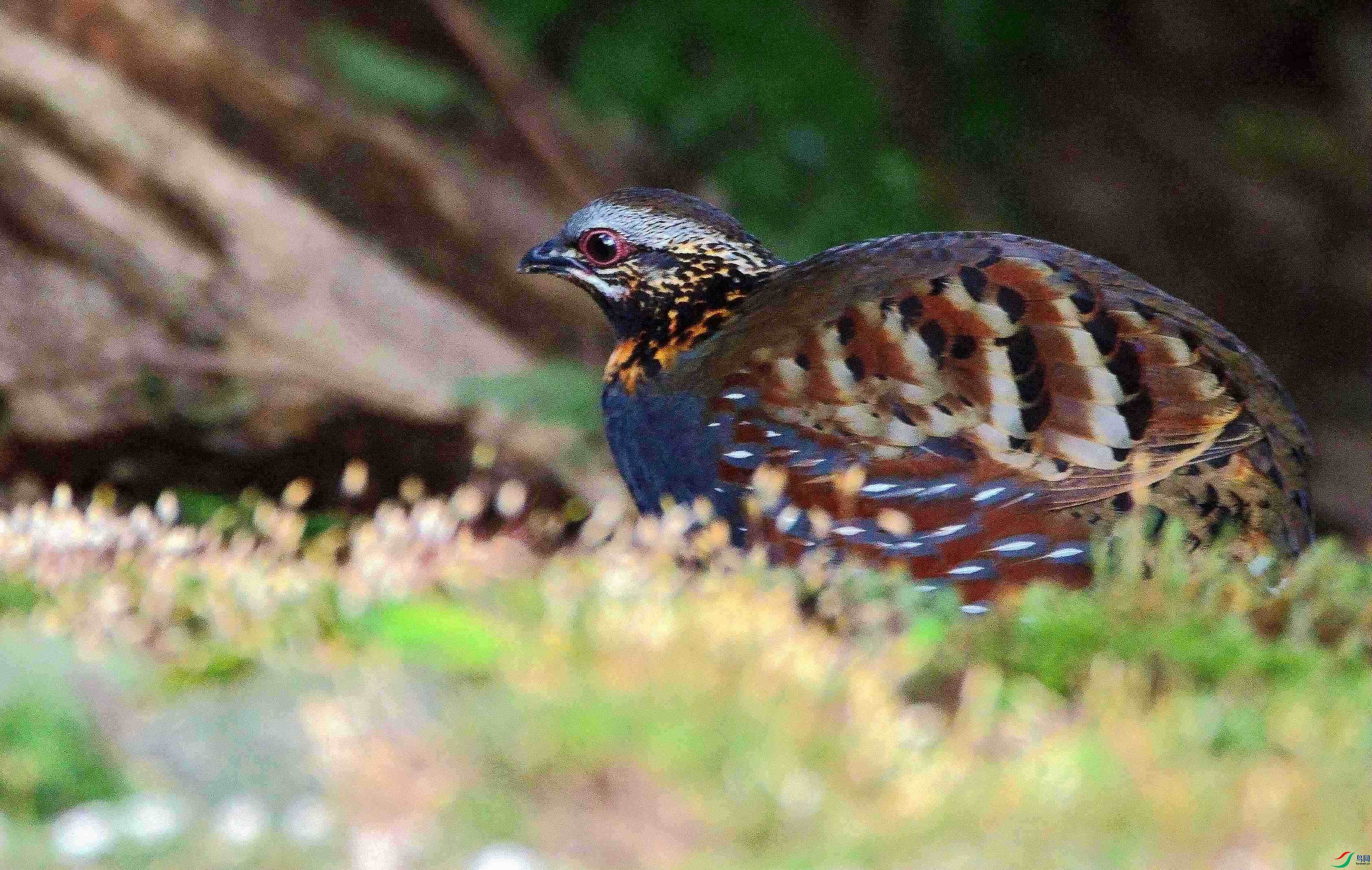 DSC_4355.JPG