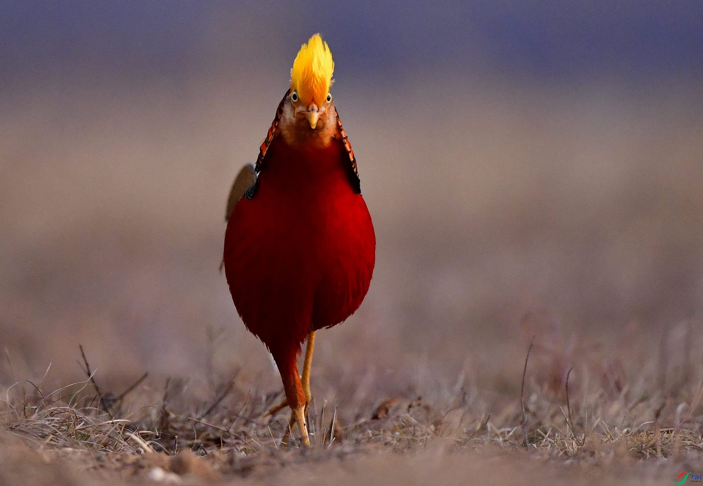 �츹�����������ա�