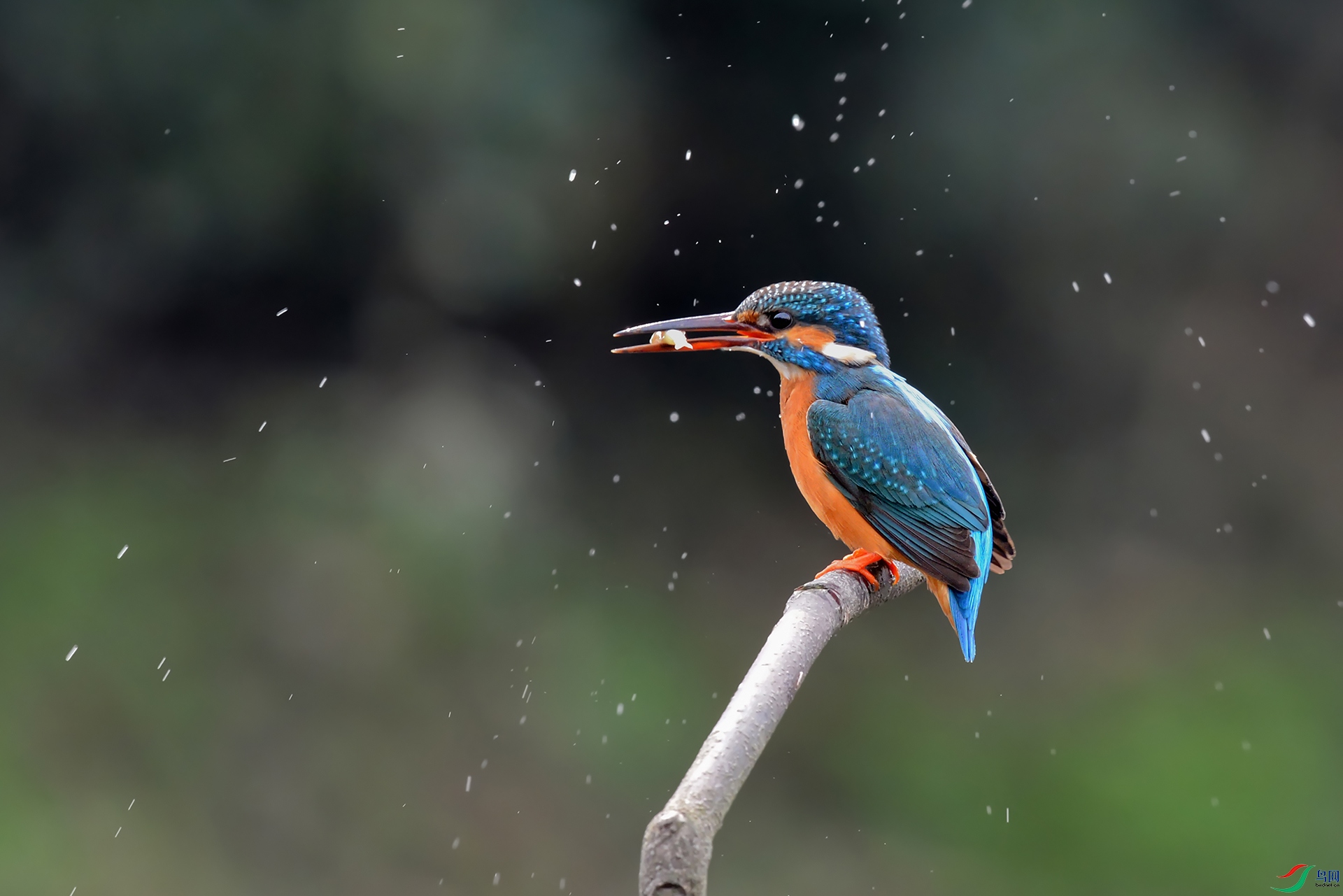 DSC_8657_DxOa.jpg