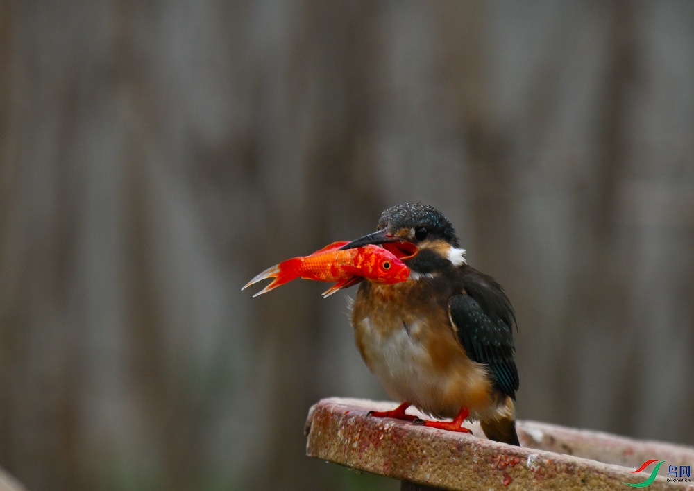 DSC_6383.JPG