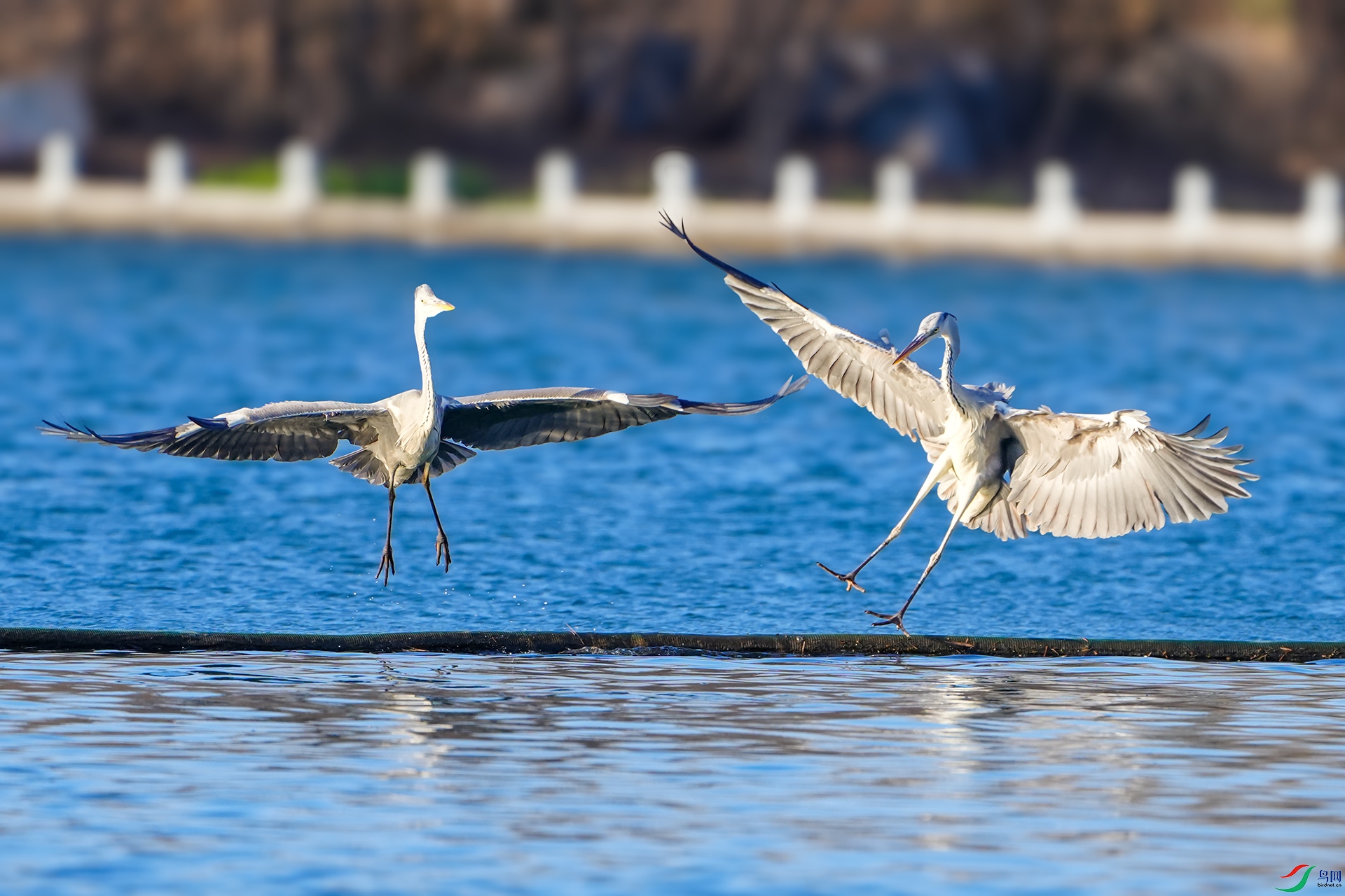 DSC04201 ����.jpg