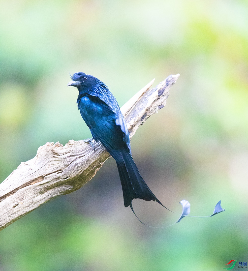 ����β (2).jpg