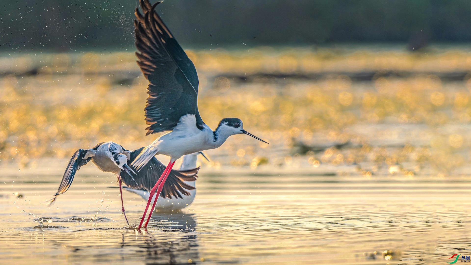 1_XXI1089-1 ����.jpeg