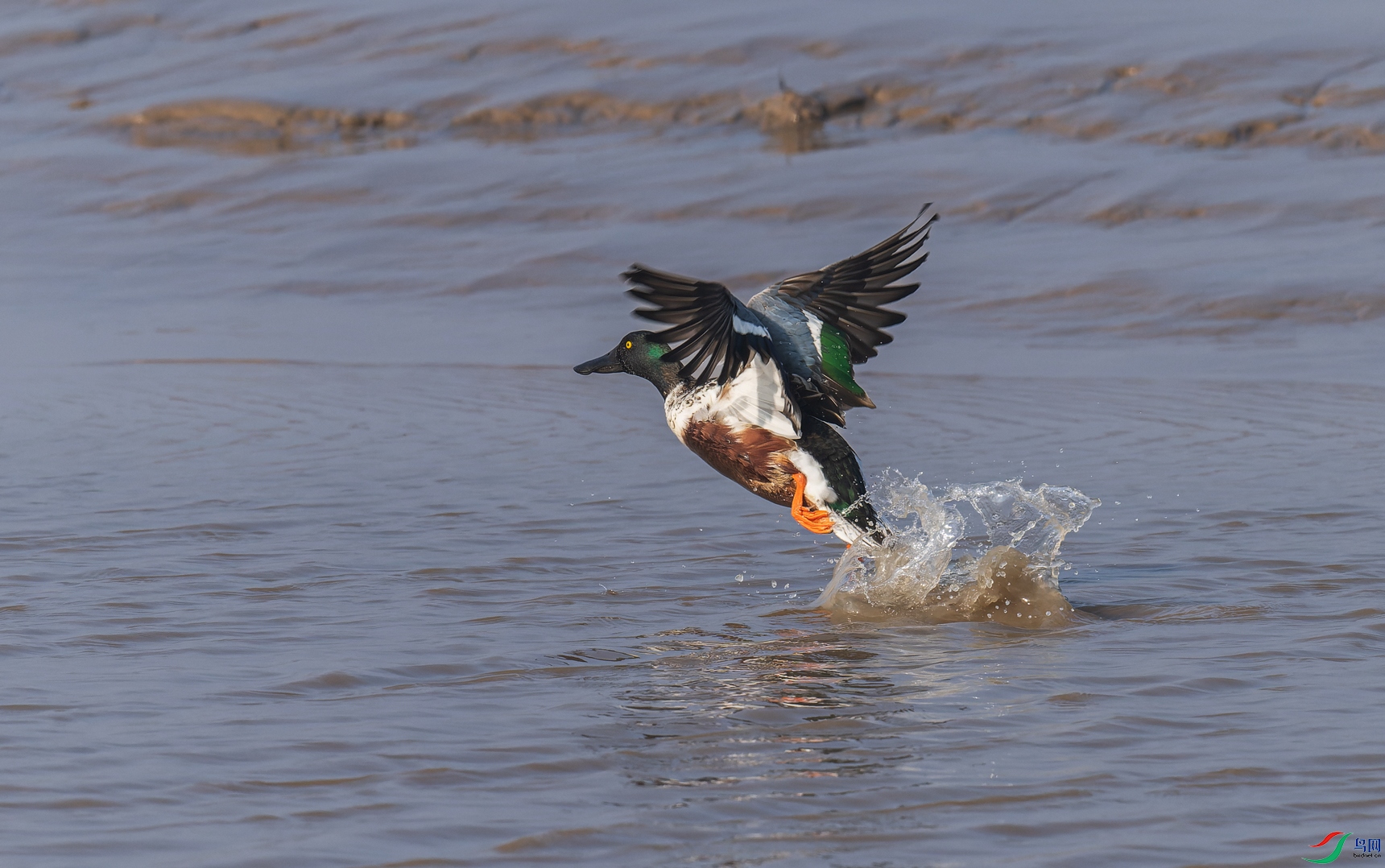_DSC9084-NEF_DxO_DeepPRIME-1.jpg