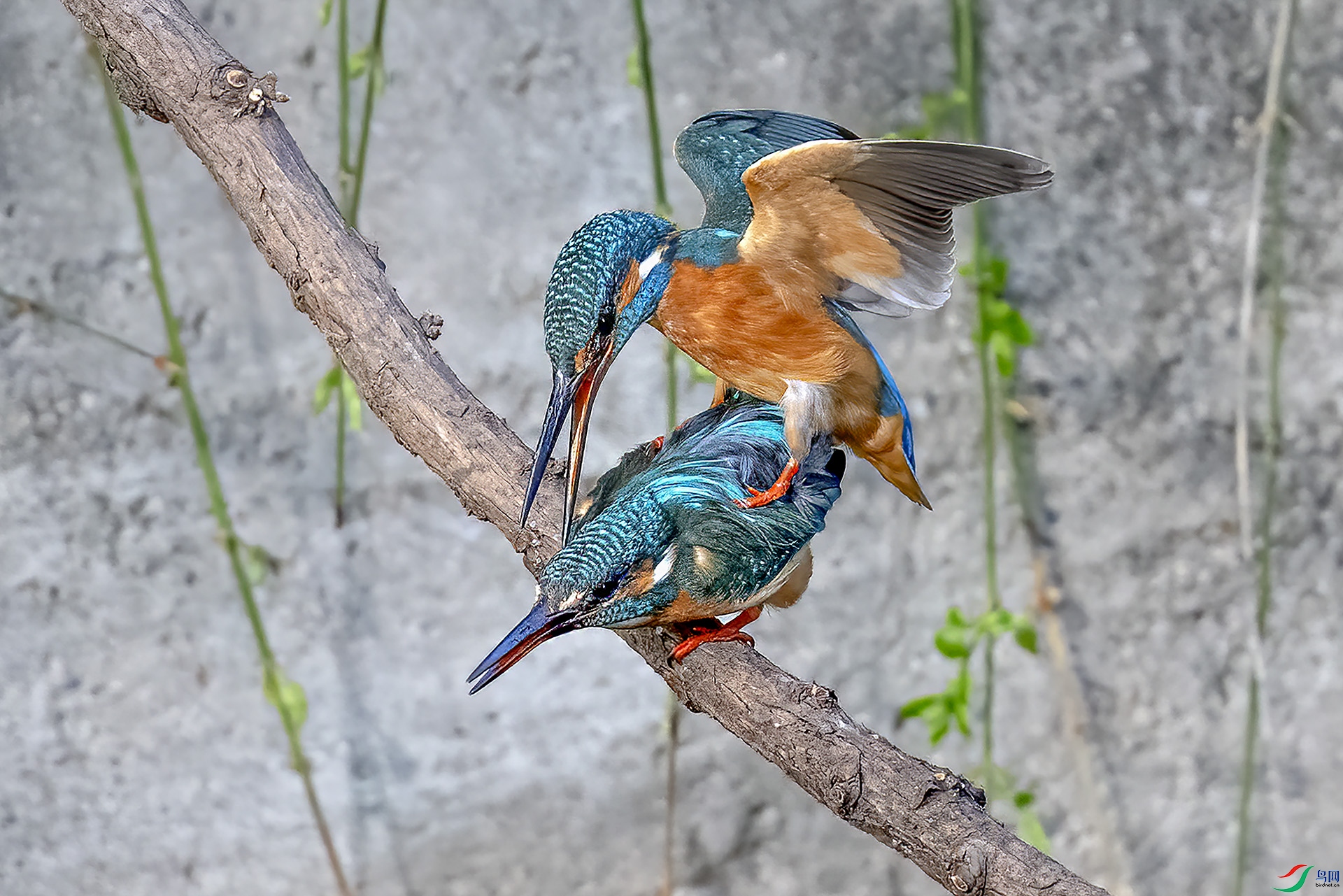 DSC_1137-.jpg