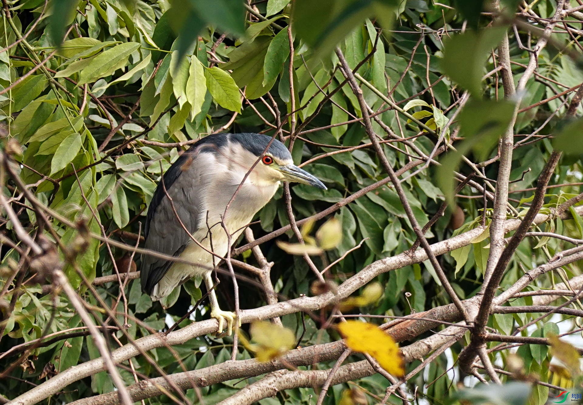 DSC08655vz.jpg