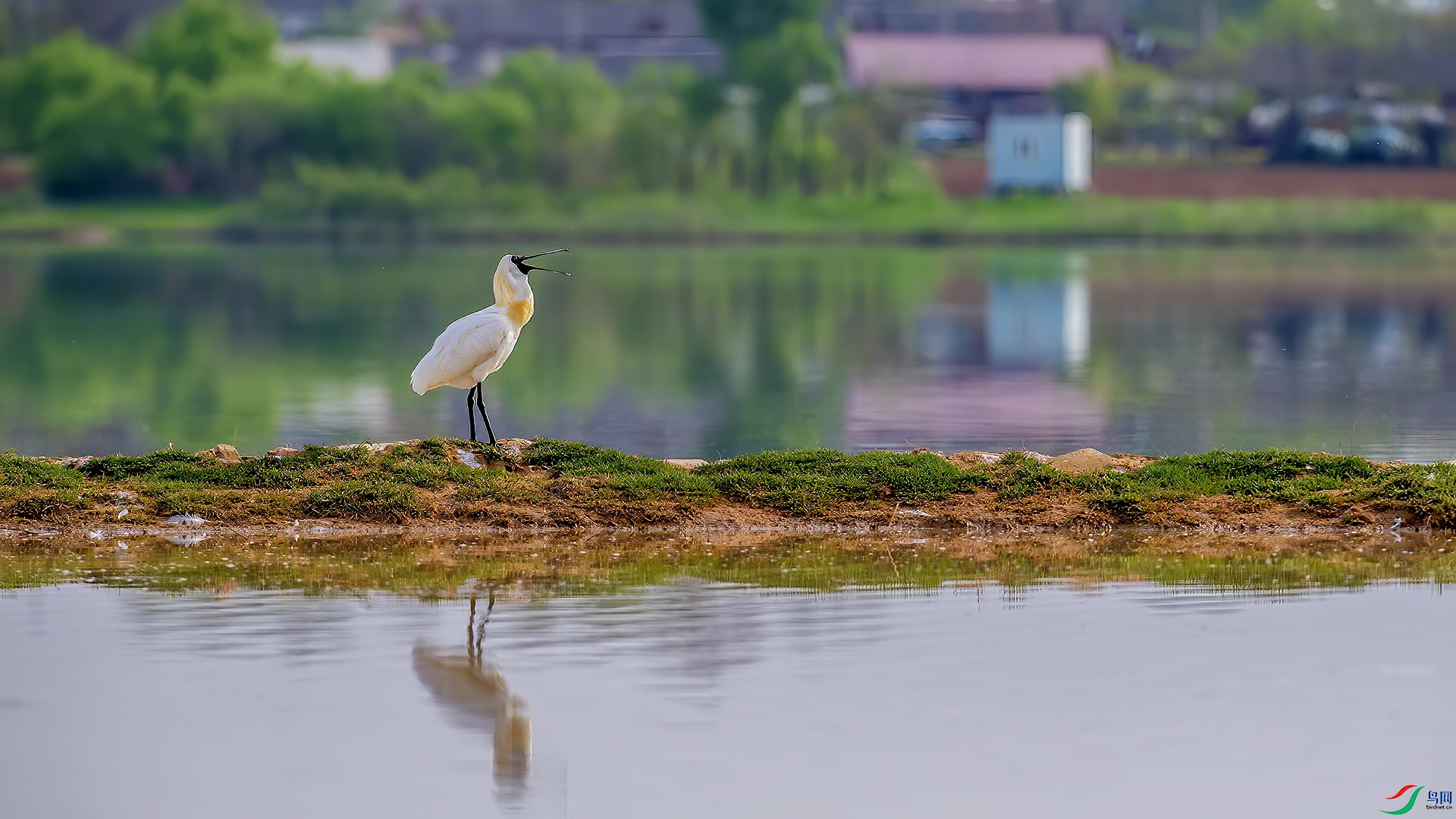 DSC_499nm6.jpg