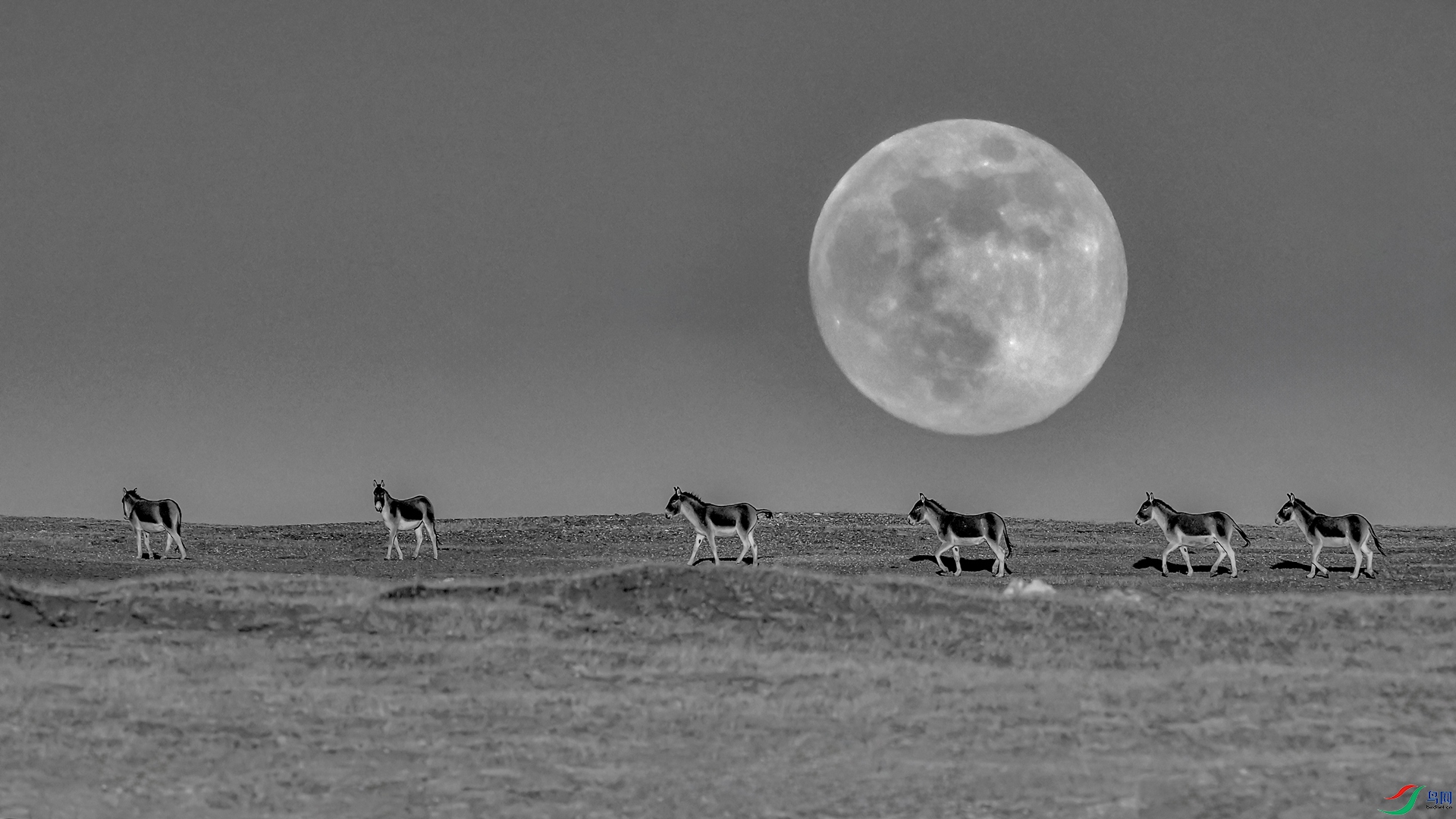 �����²�Ұ¿�����ߣ��μ���  �绰��13109718696_����.jpg