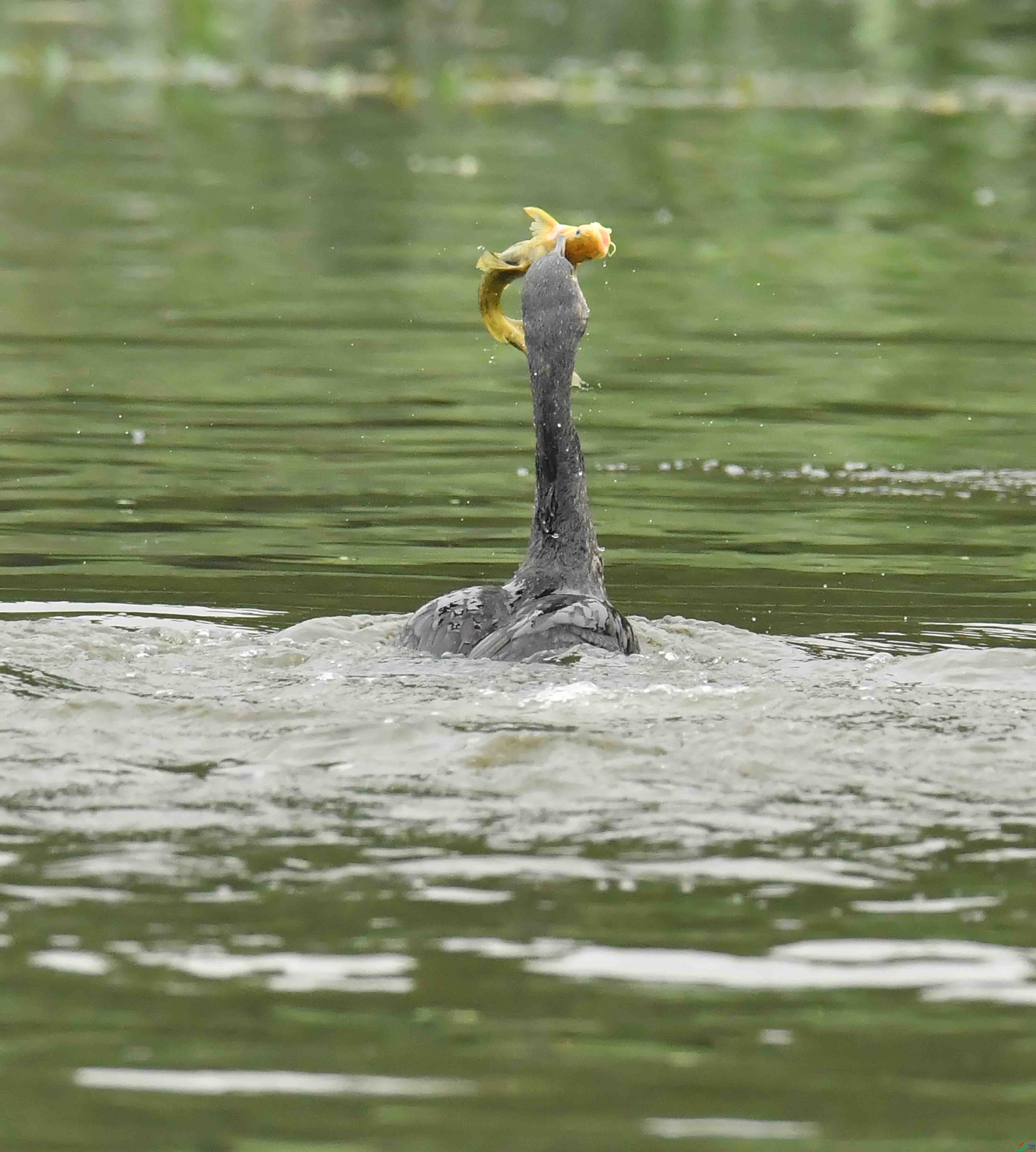 DSC_7195.JPG